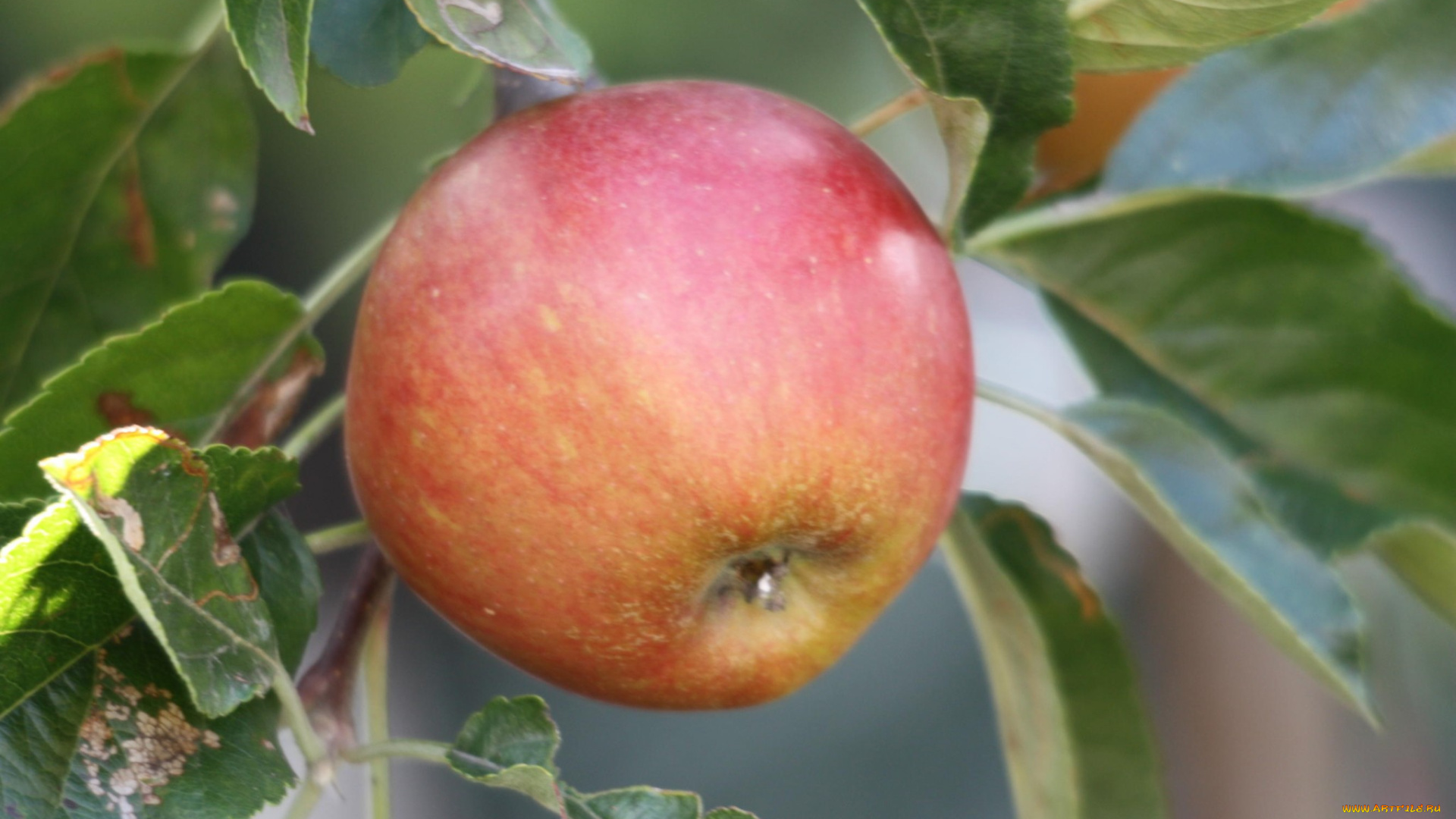 природа, плоды, яблоки