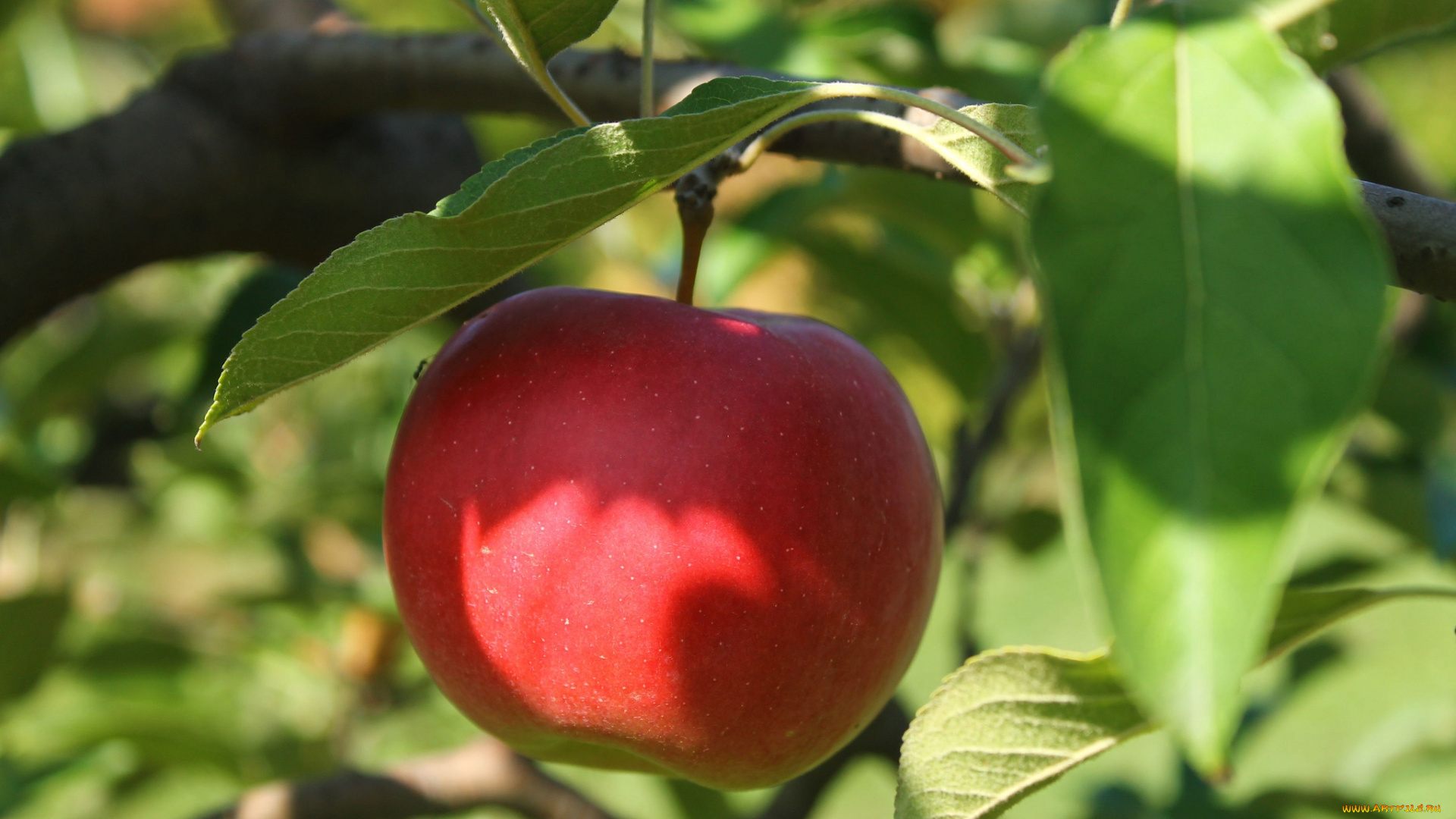 природа, плоды, яблоки
