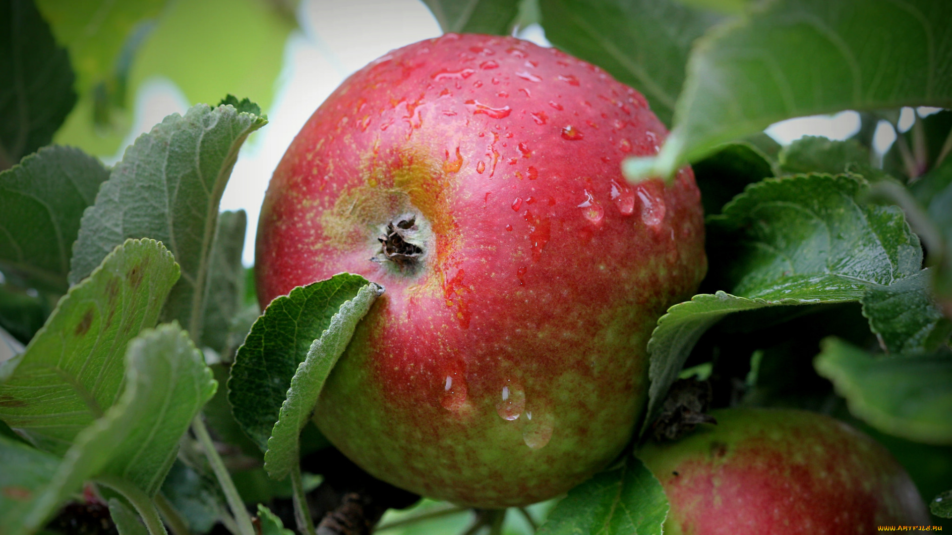 природа, плоды, яблоки