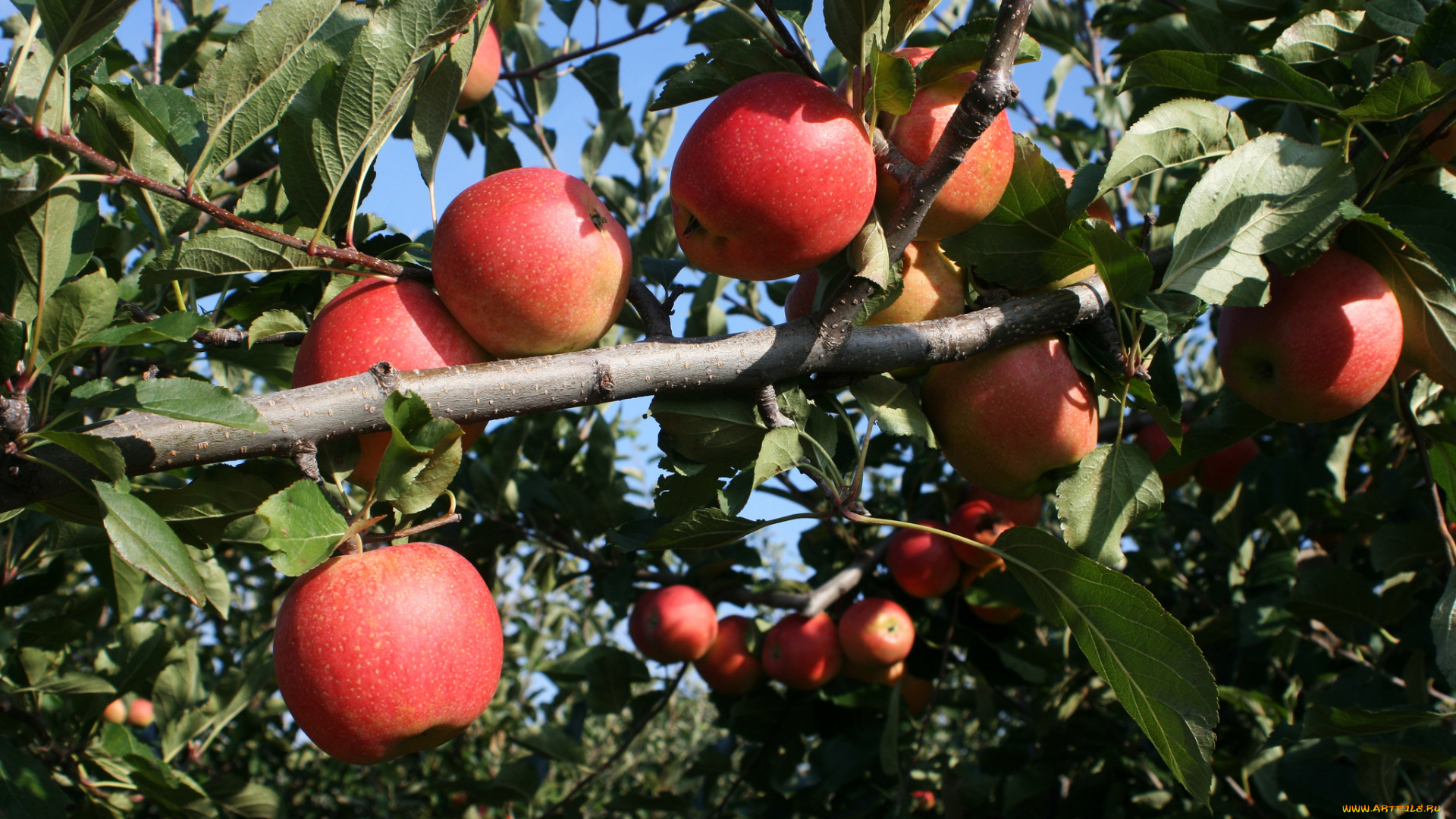 природа, плоды, яблоки
