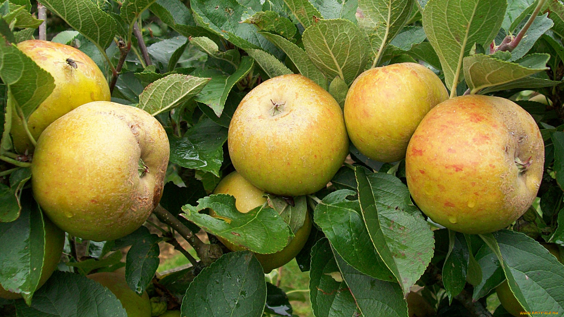 природа, плоды, яблоки
