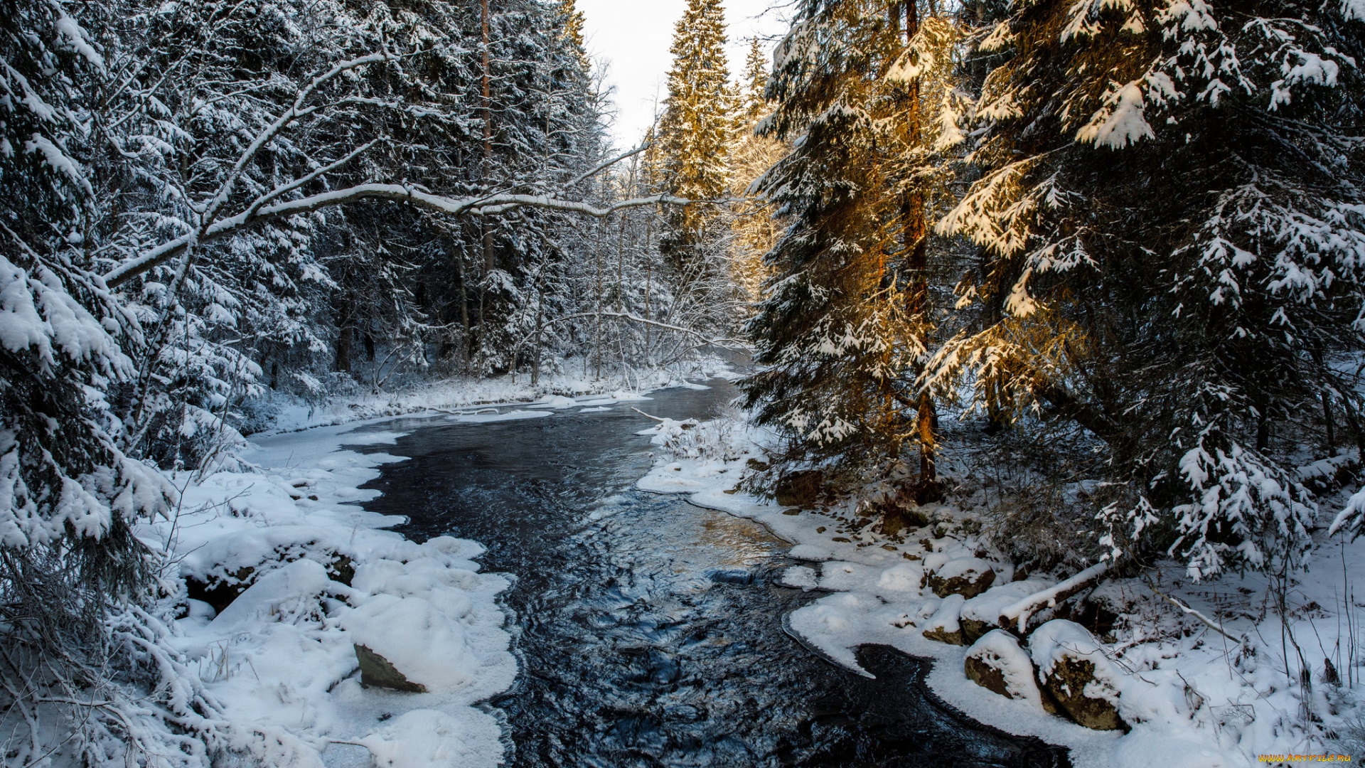 природа, реки, озера, река, лес