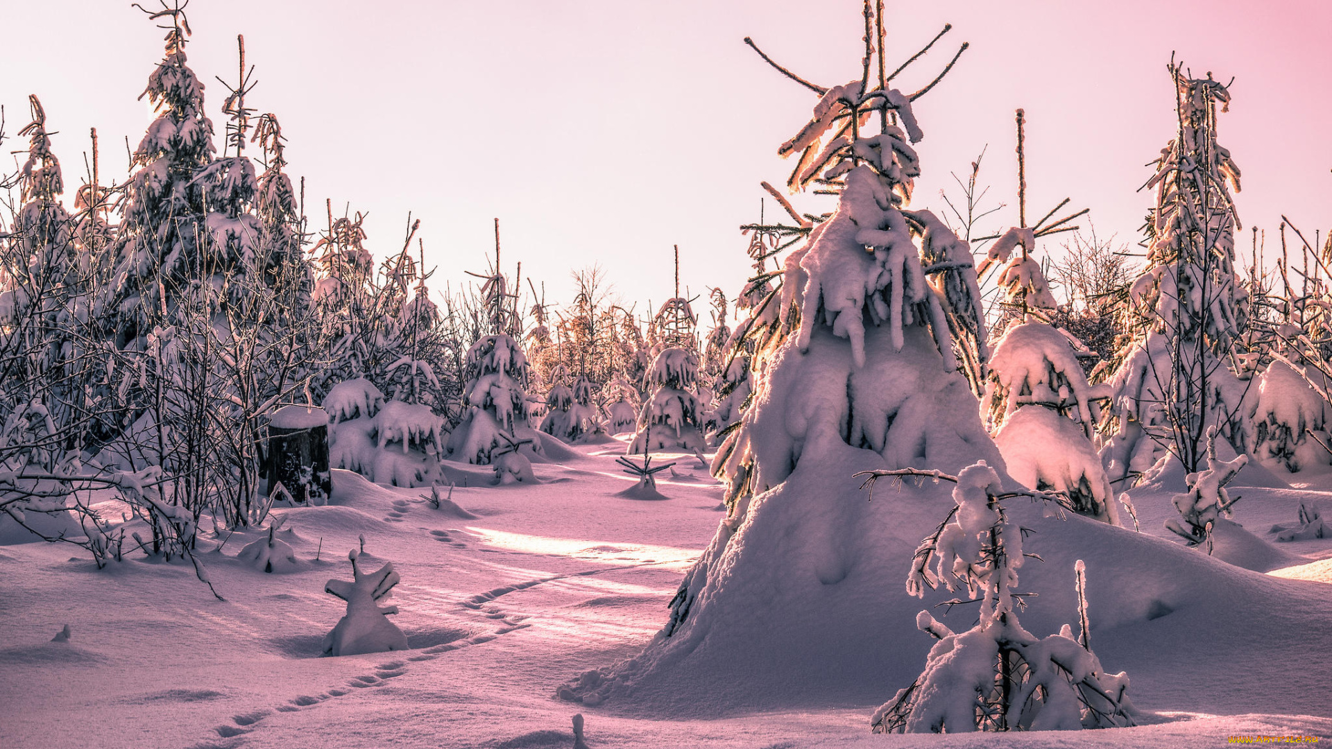 природа, зима, следы, деревья, сугробы, снег