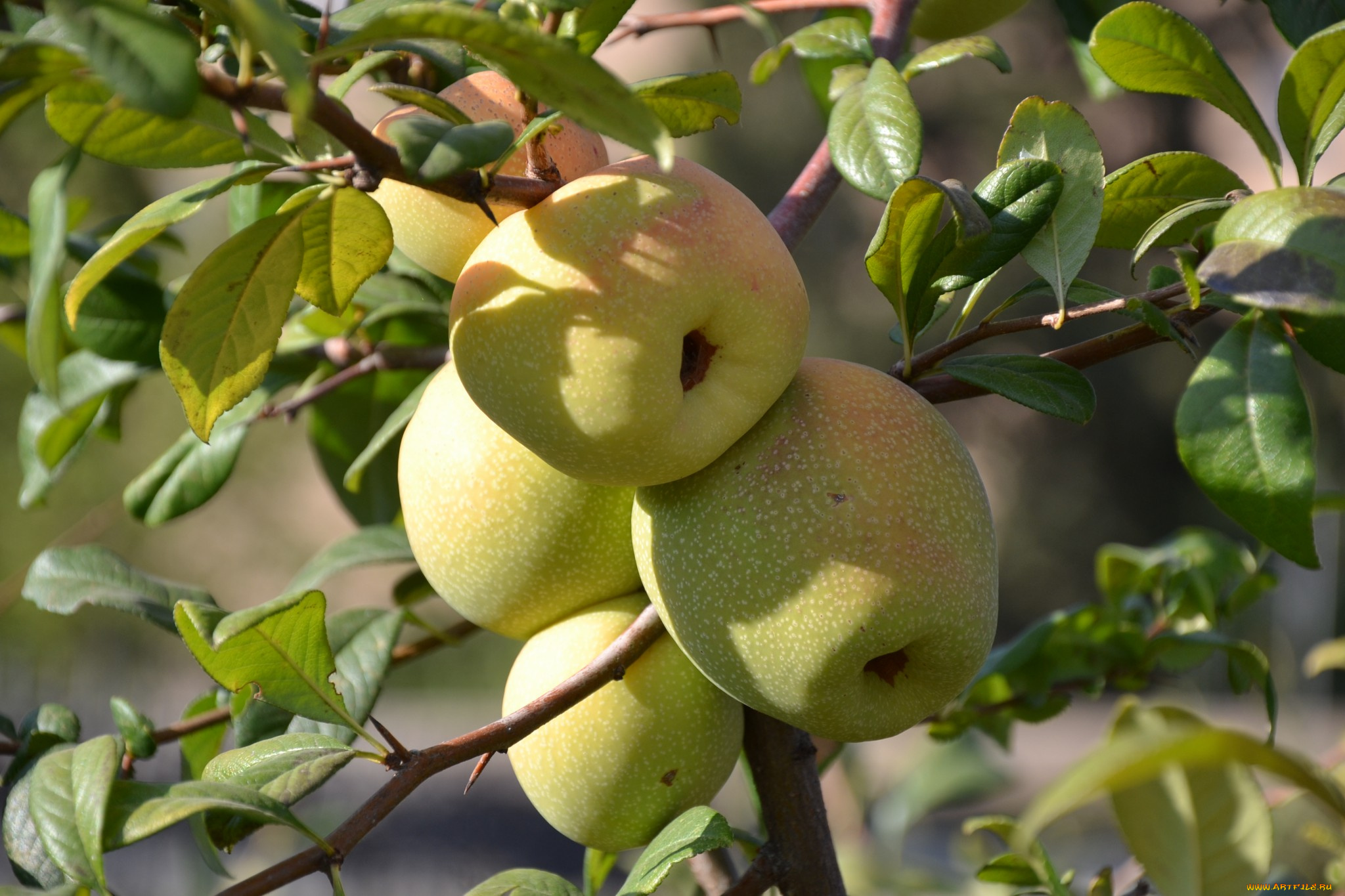 природа, плоды, яблоки