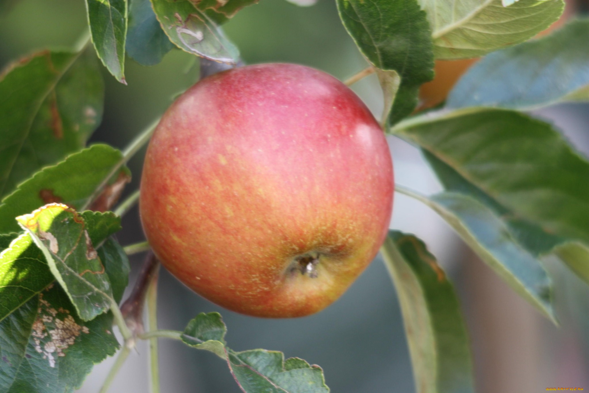 природа, плоды, яблоки