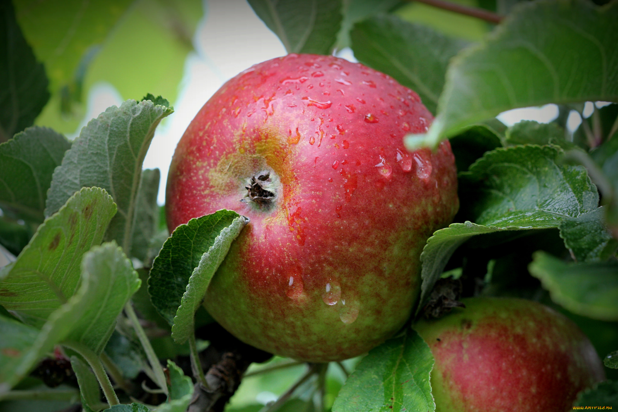 природа, плоды, яблоки