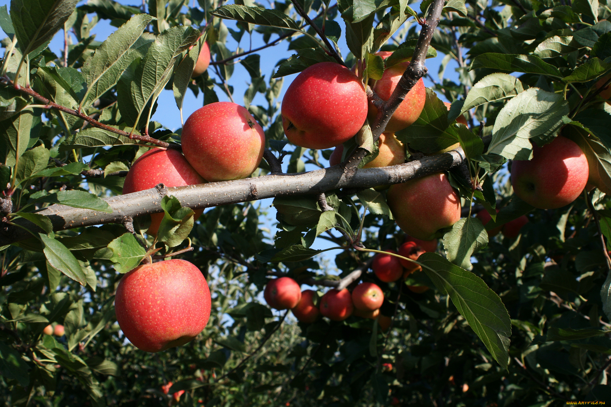 природа, плоды, яблоки