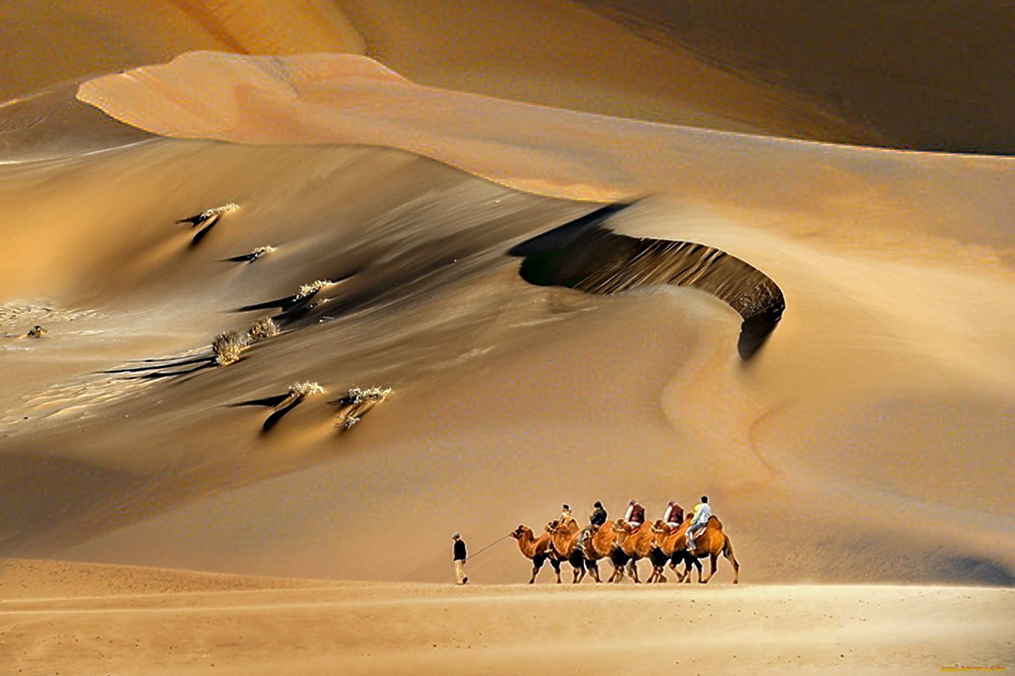 природа, пустыни, караван