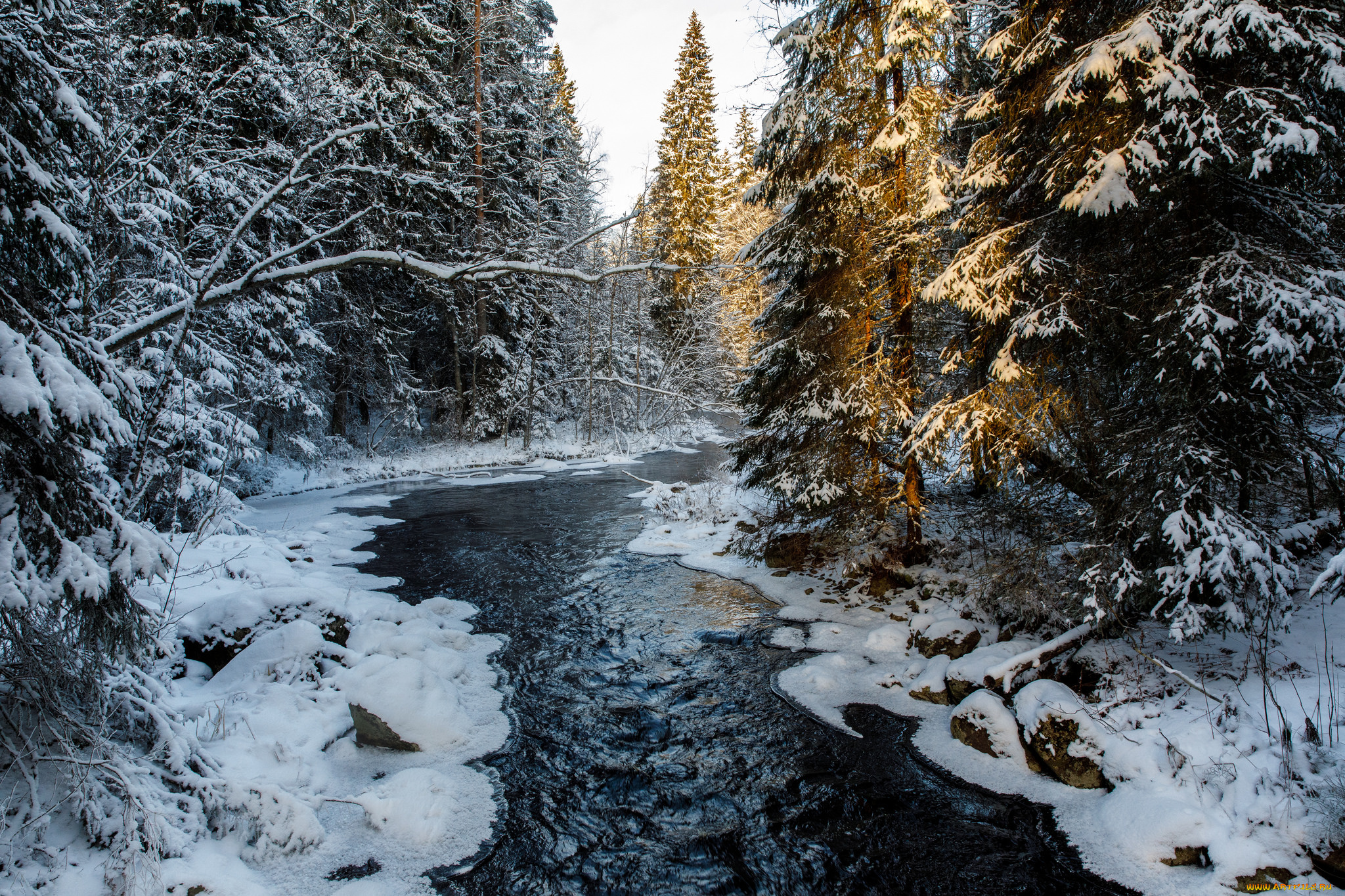 природа, реки, озера, река, лес