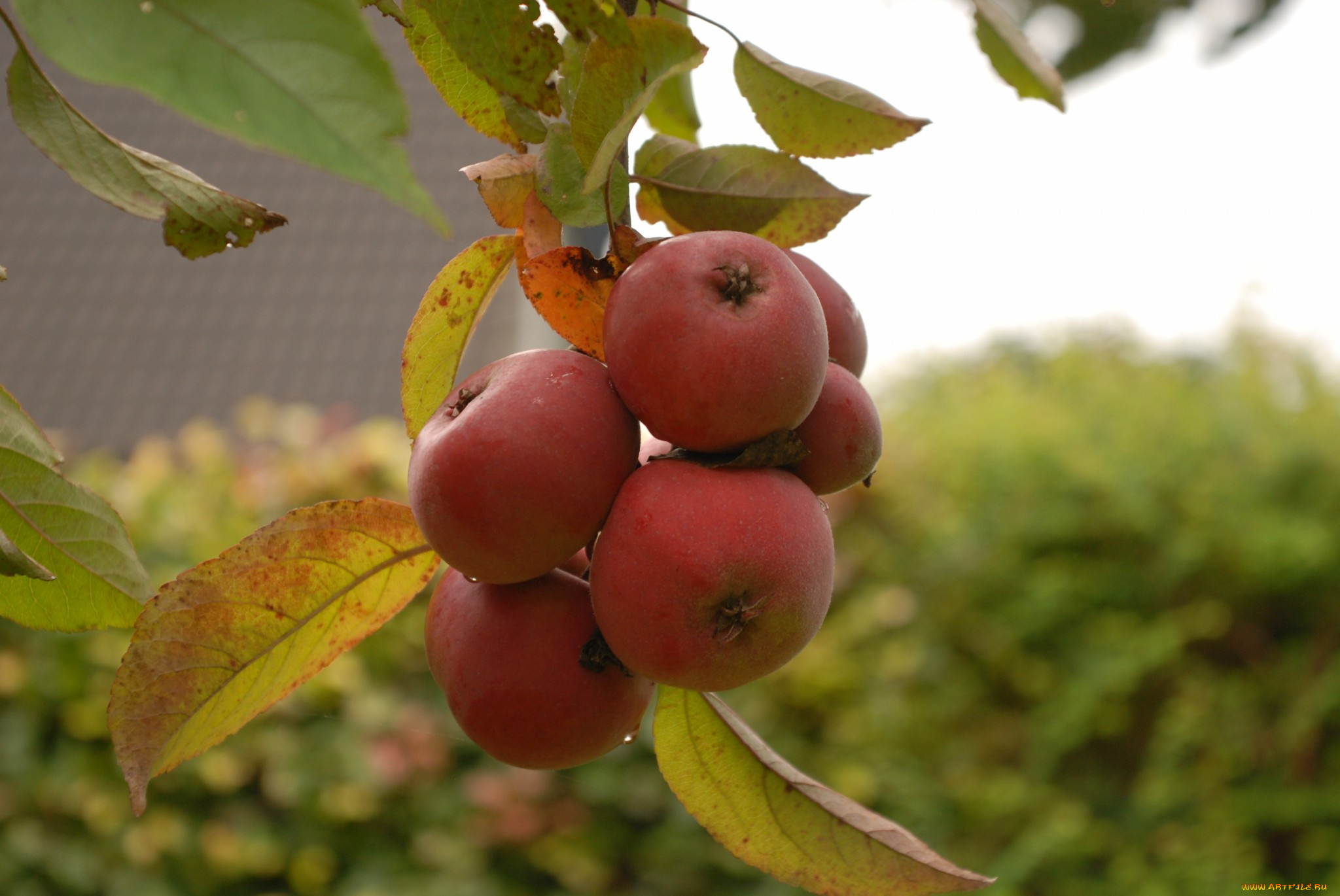 природа, плоды, яблоки