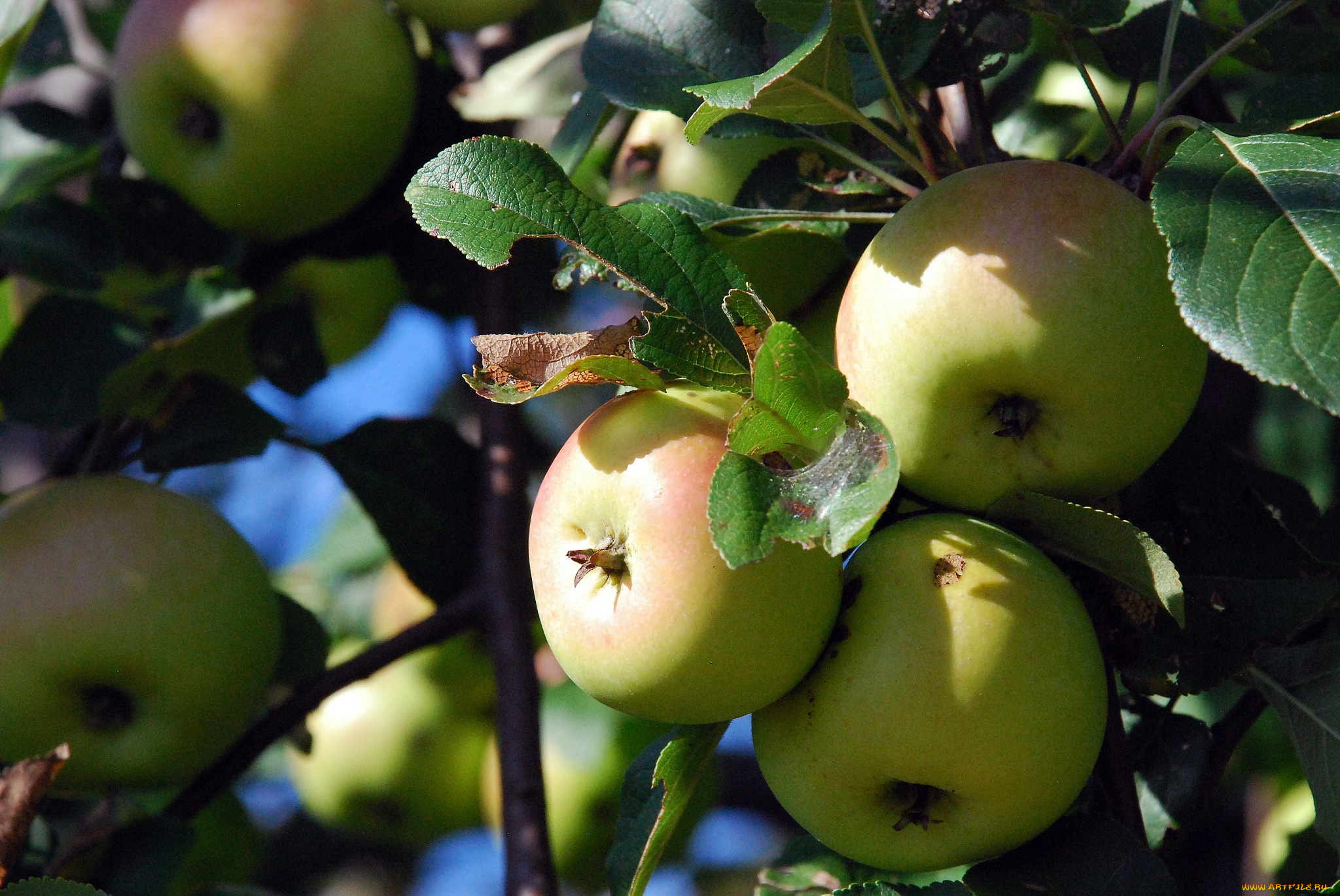 природа, плоды, яблоки