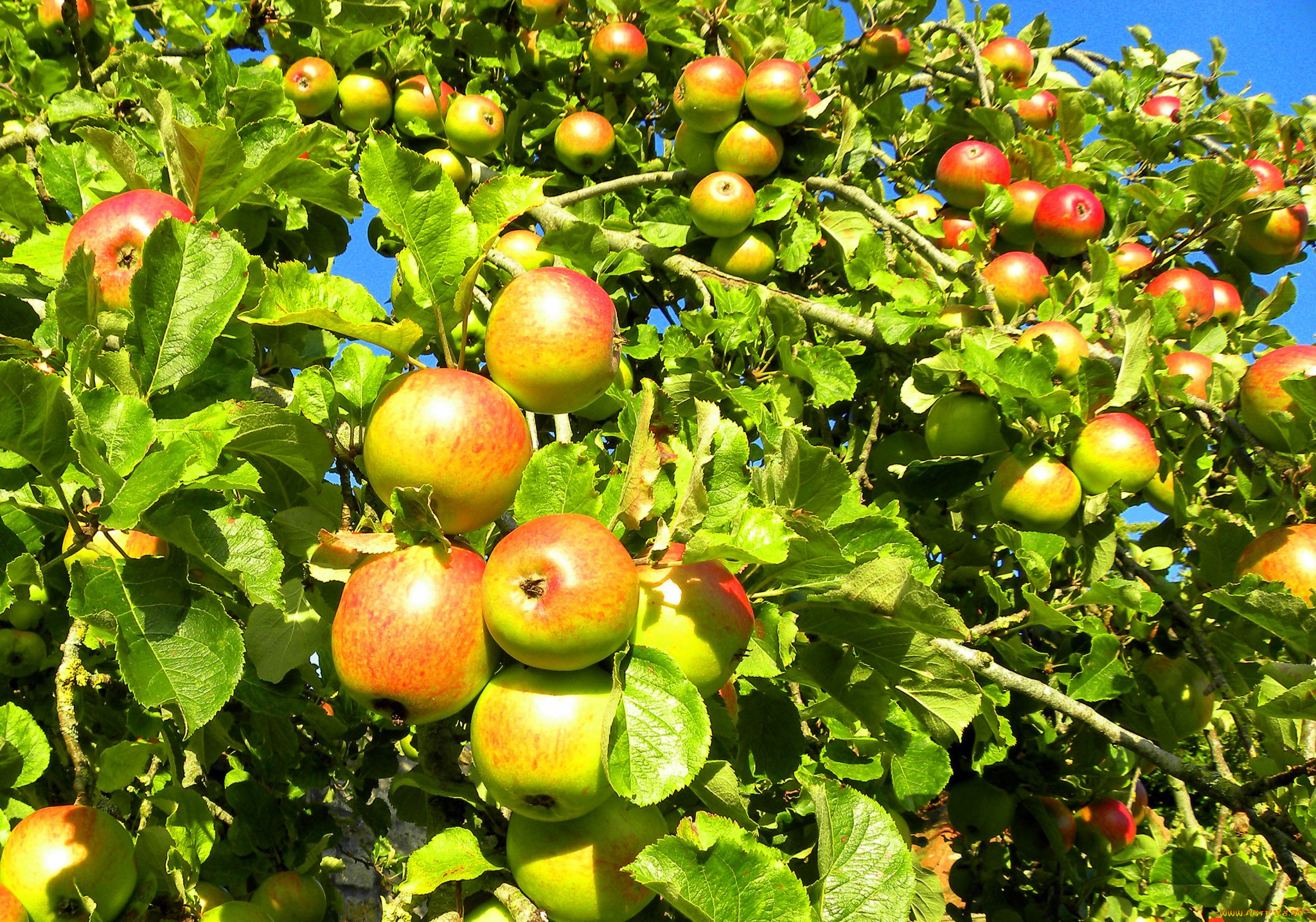 природа, плоды, яблоки