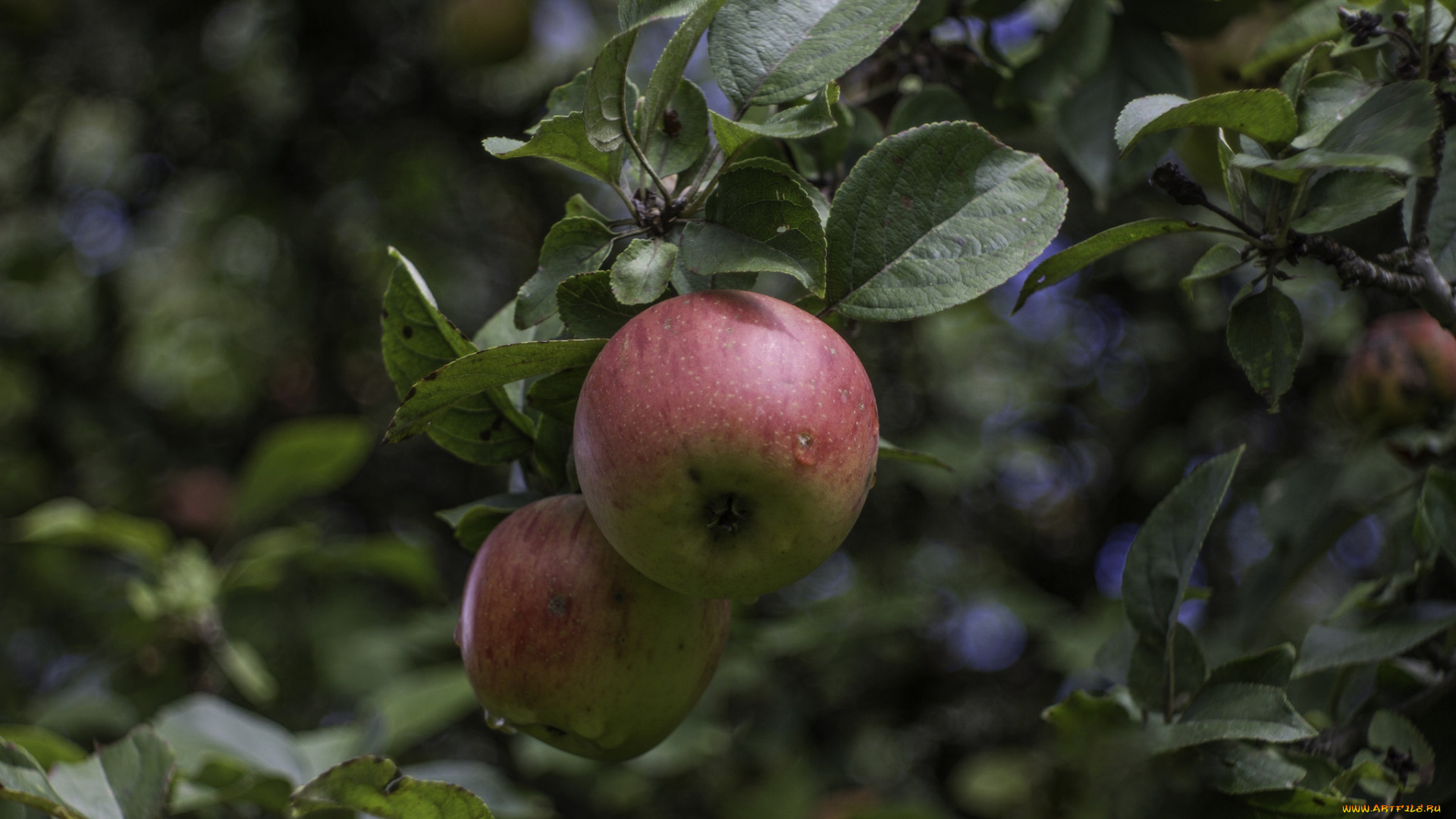 природа, плоды, яблочко