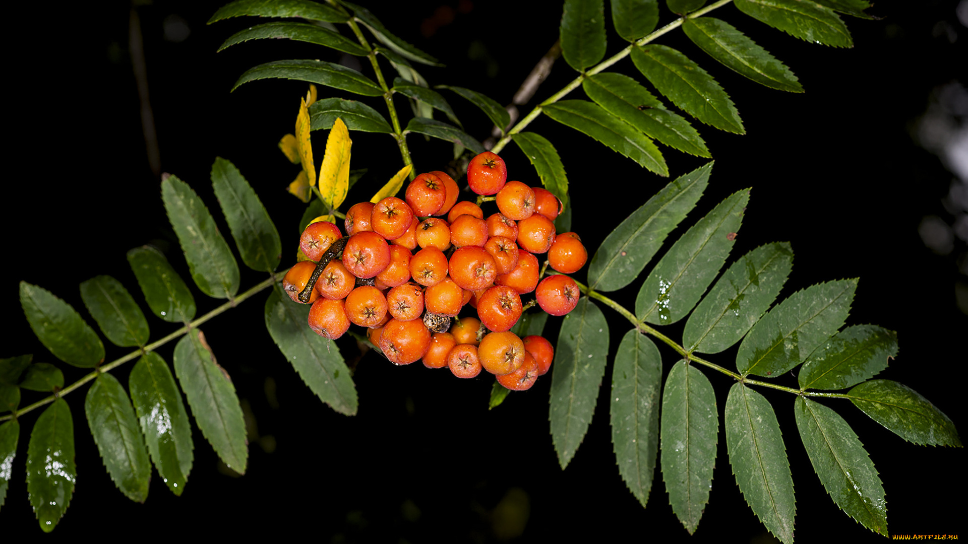 природа, Ягоды, , рябина, ягоды