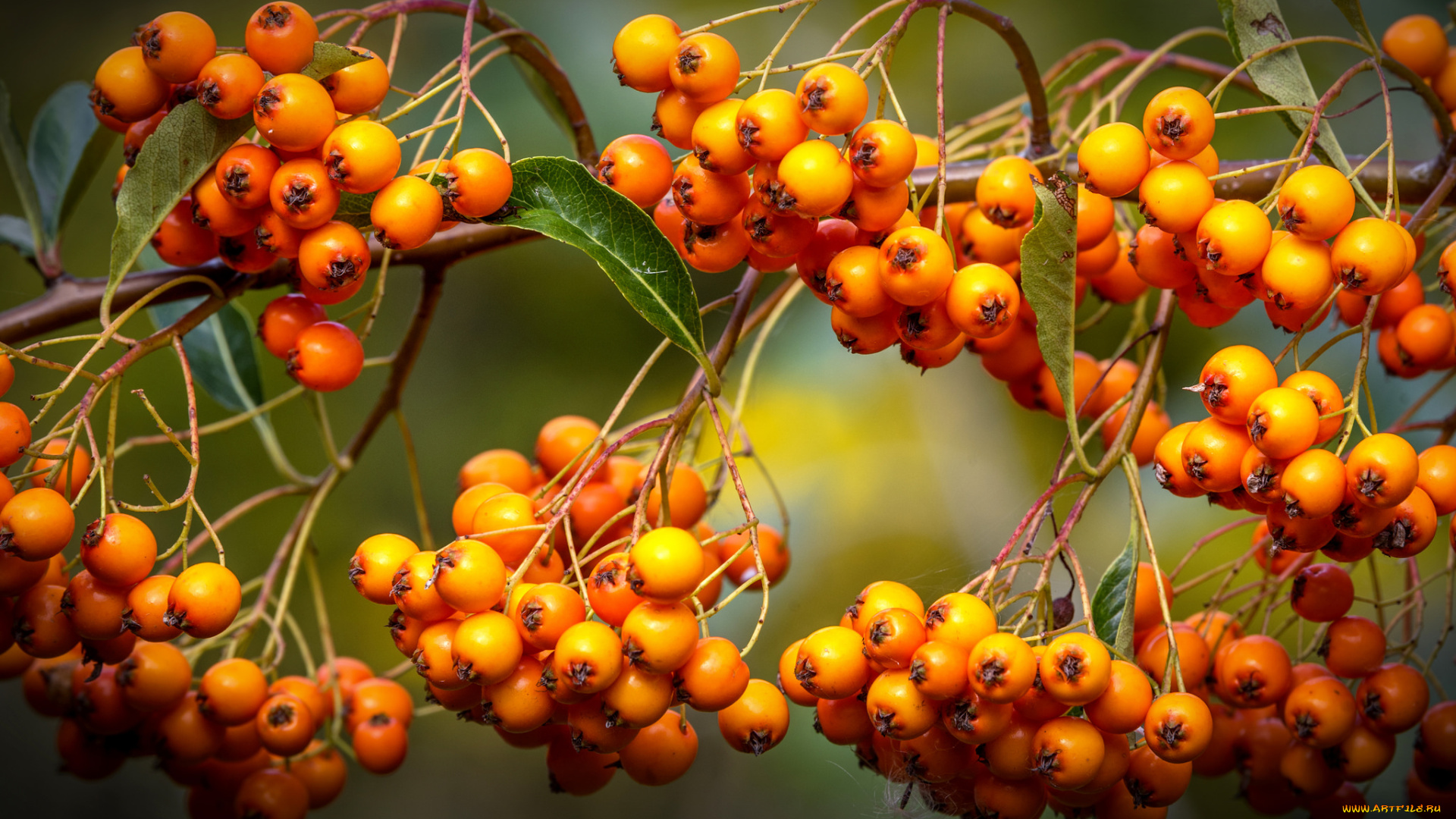 природа, Ягоды, , рябина, ягоды