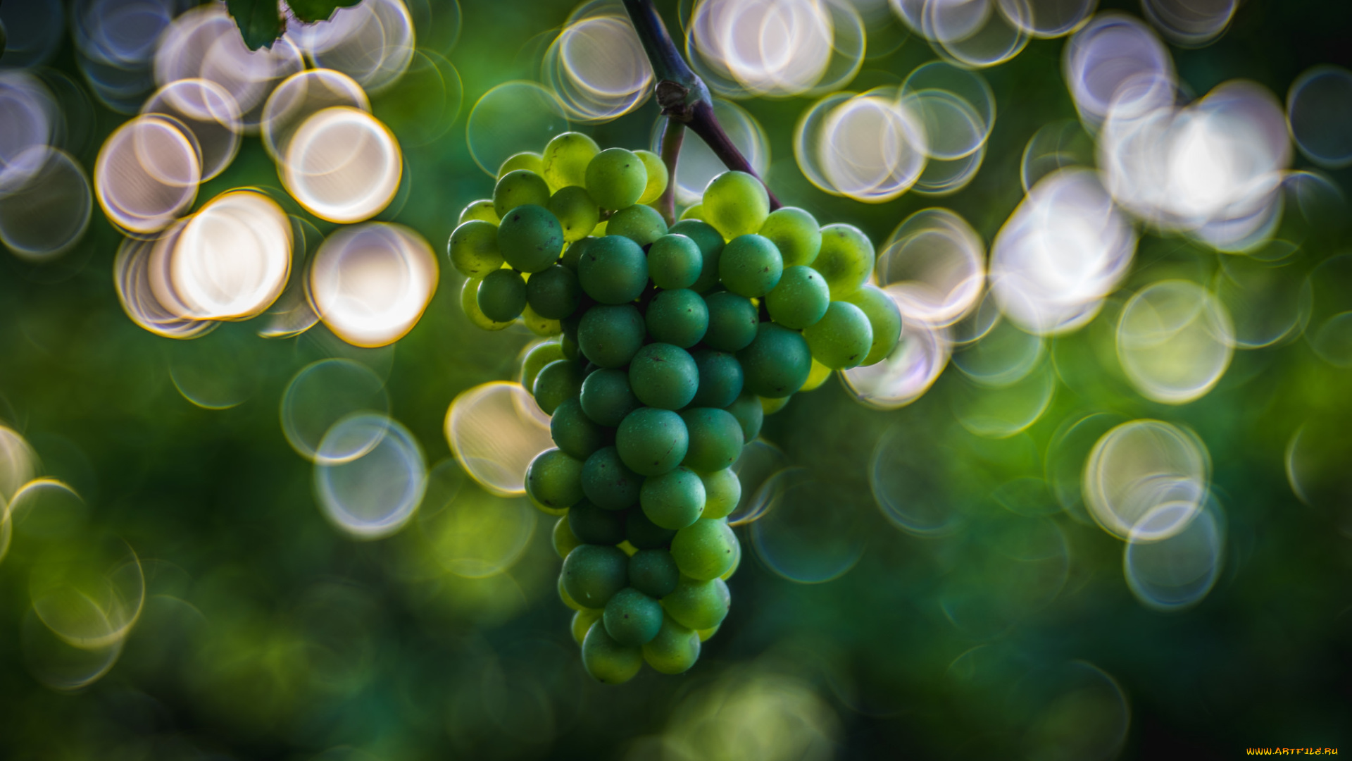 природа, Ягоды, , виноград, ягоды