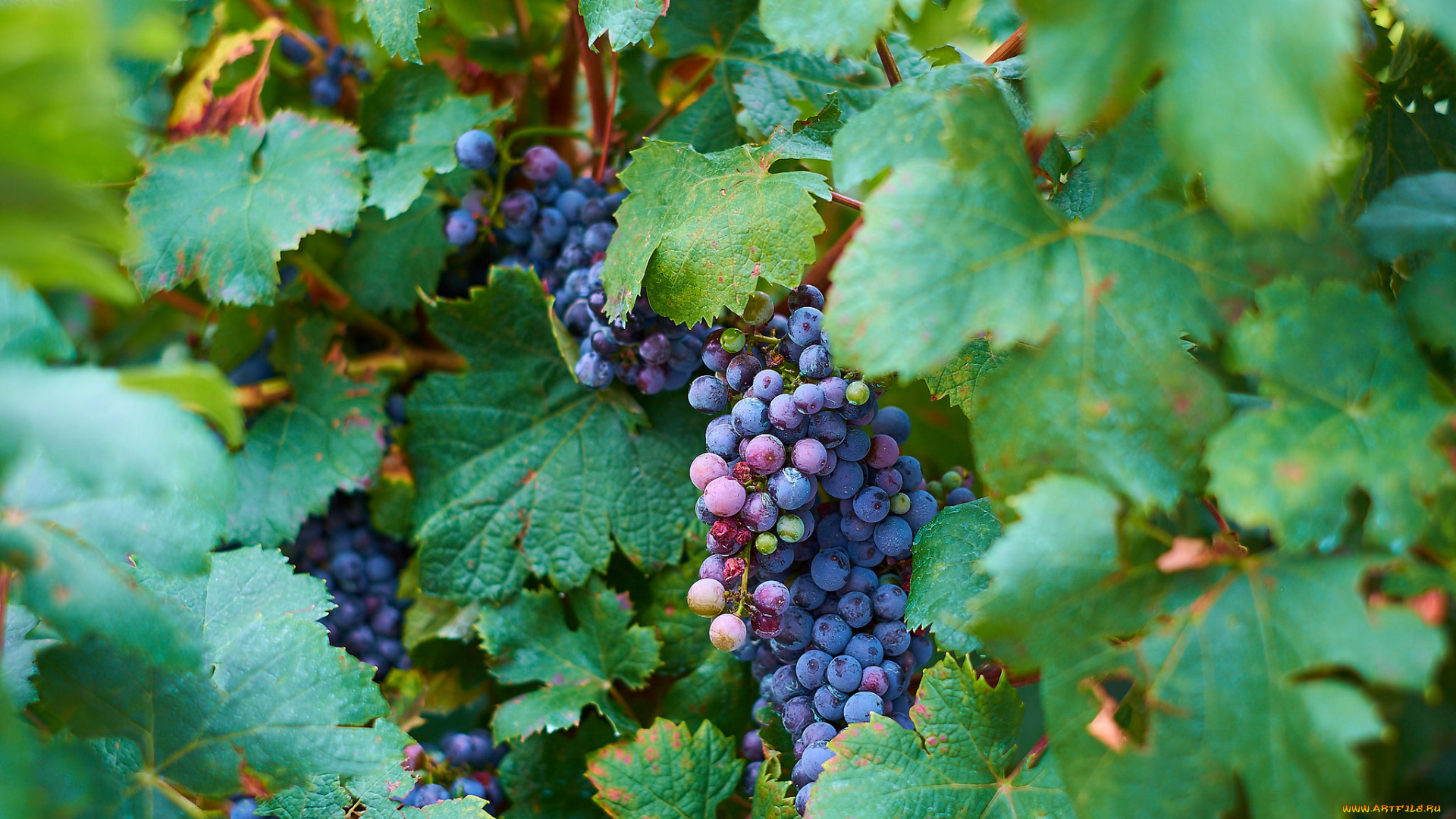 природа, Ягоды, , виноград, ягоды