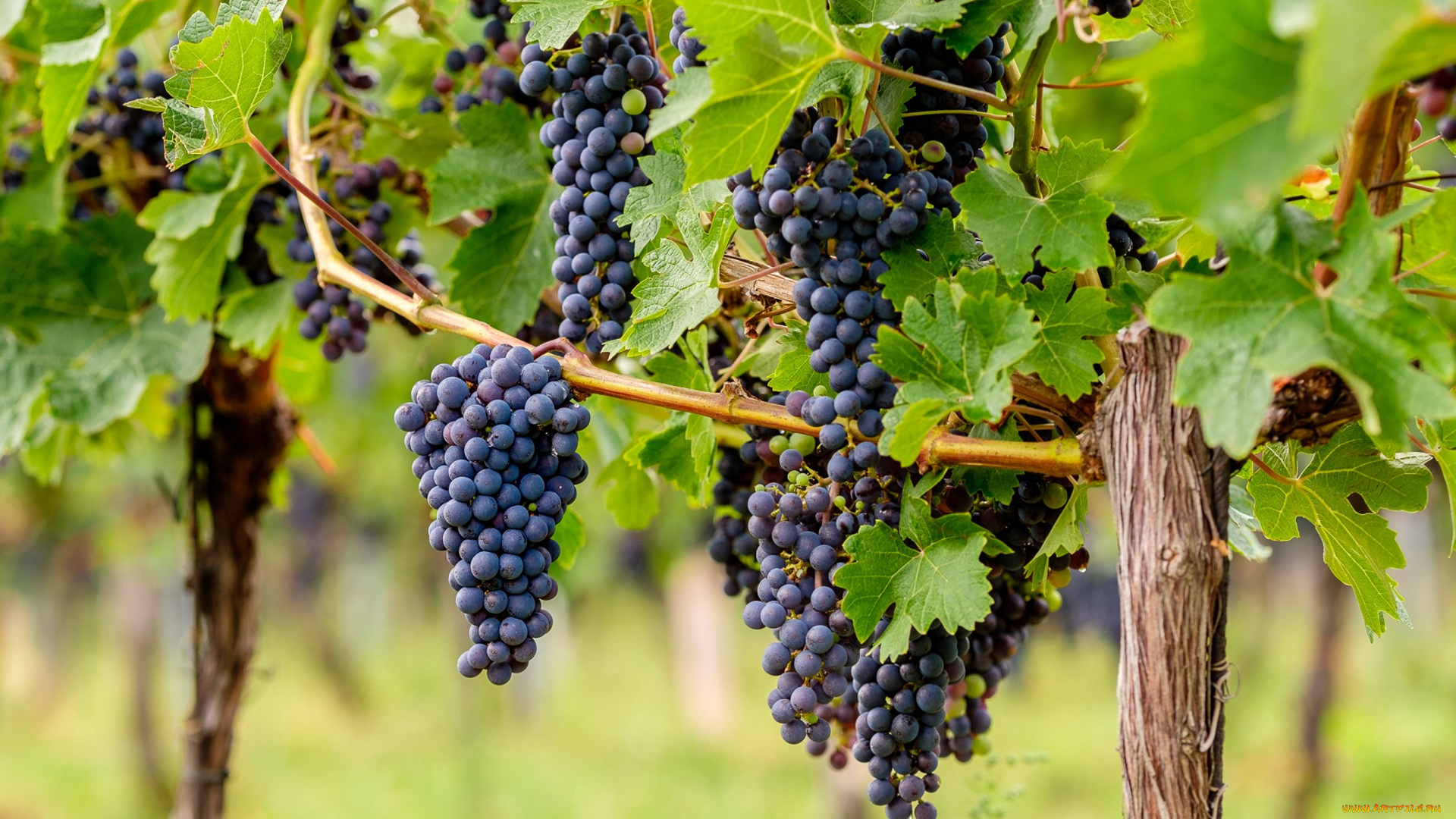 природа, Ягоды, , виноград, ягоды
