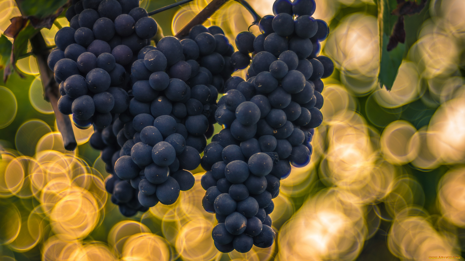 природа, Ягоды, , виноград, ягоды