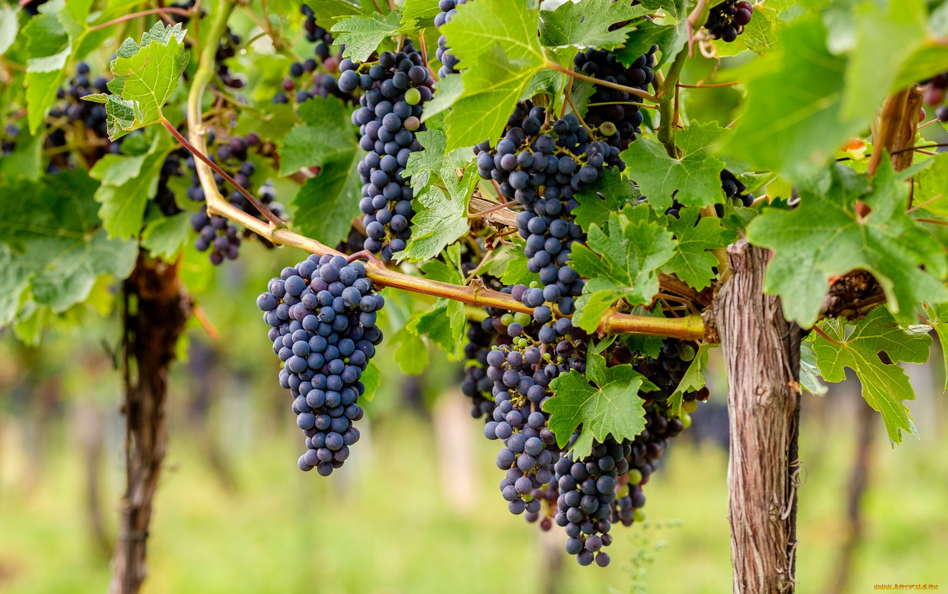 природа, Ягоды, , виноград, ягоды