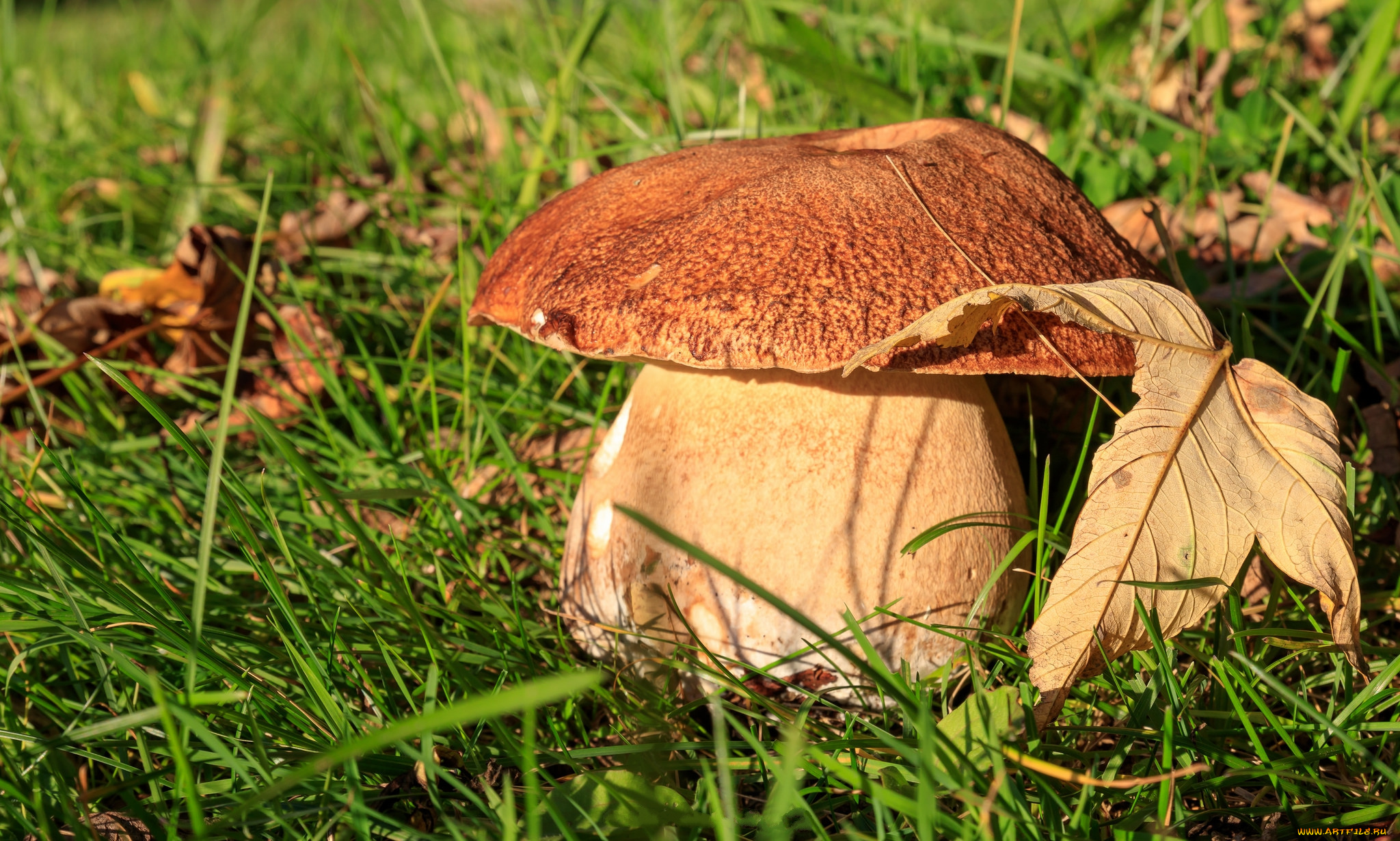 природа, грибы, грибок