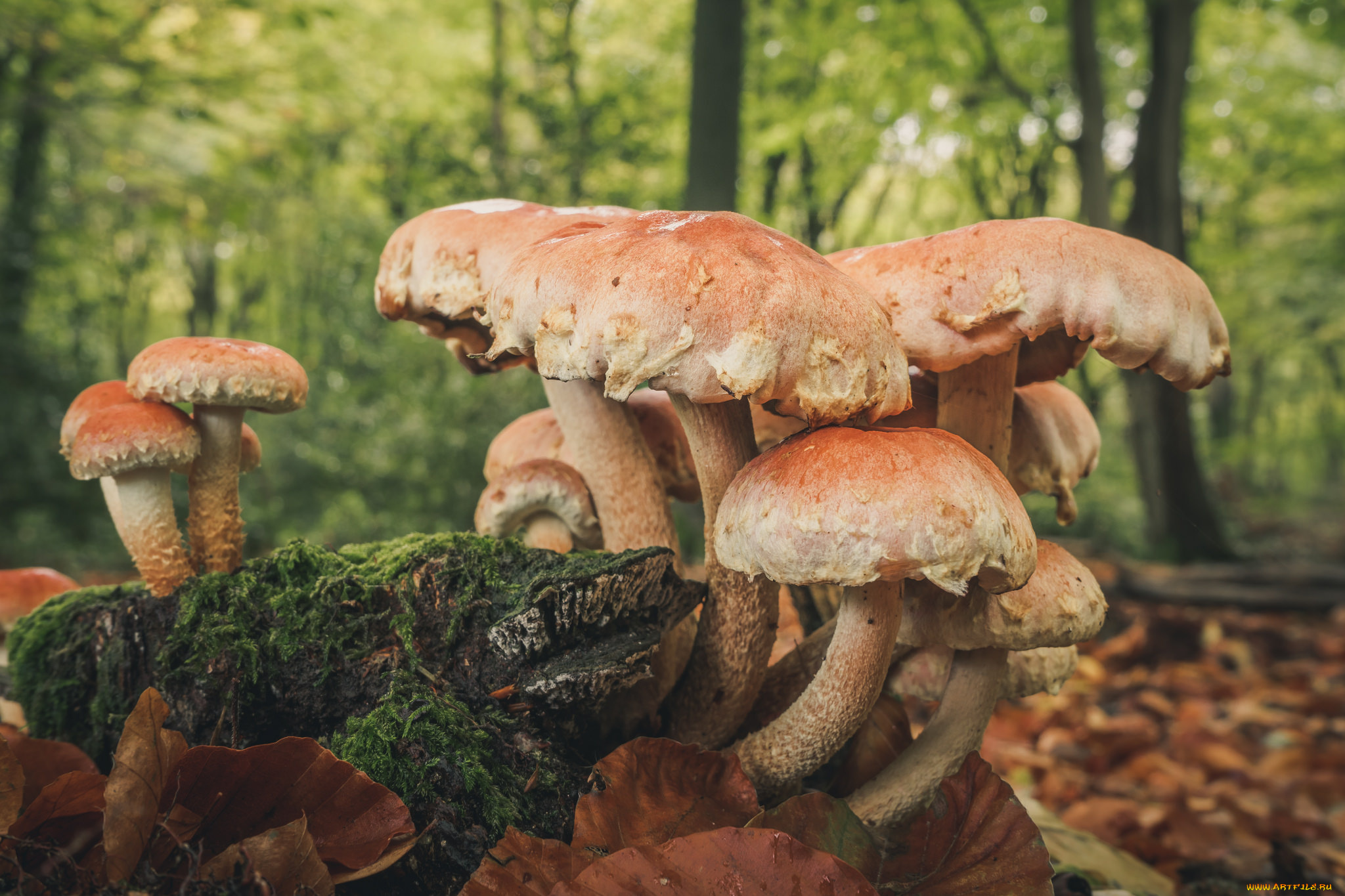 природа, грибы, грибок