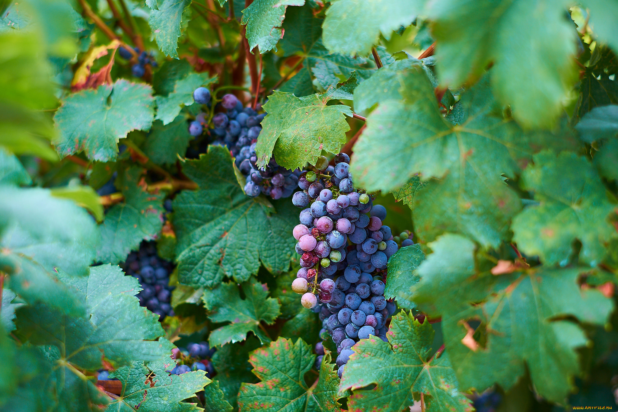 природа, Ягоды, , виноград, ягоды