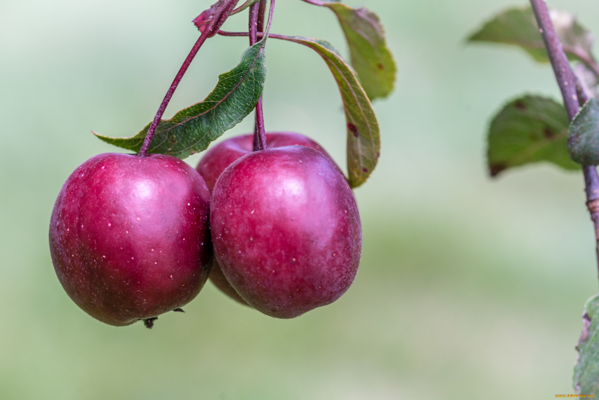 природа, плоды, яблочко