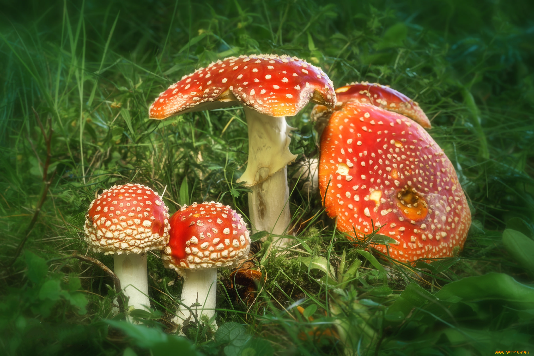 природа, грибы, , мухомор, грибок