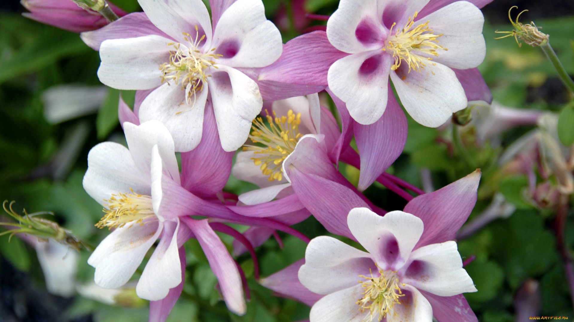 цветы, аквилегия, , водосбор