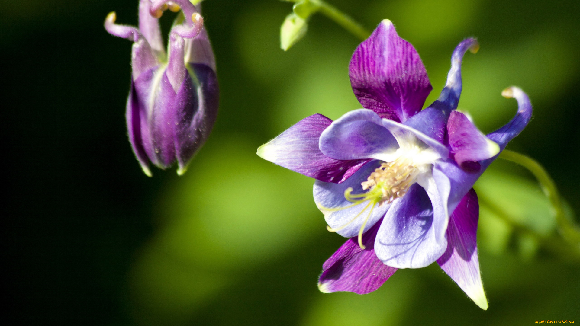 цветы, аквилегия, , водосбор