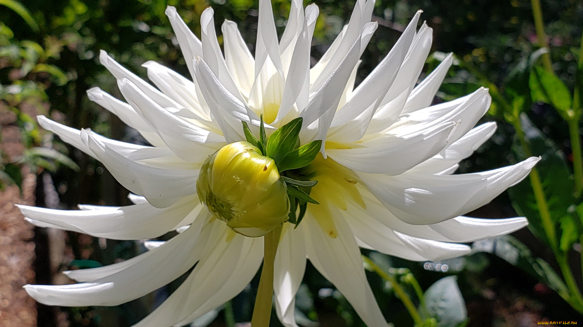 цветы, георгины, макро