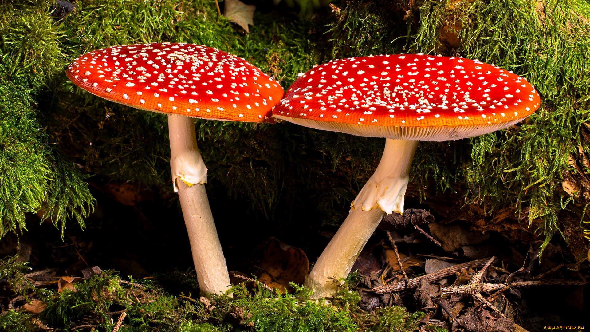 природа, грибы, , мухомор, мухомор