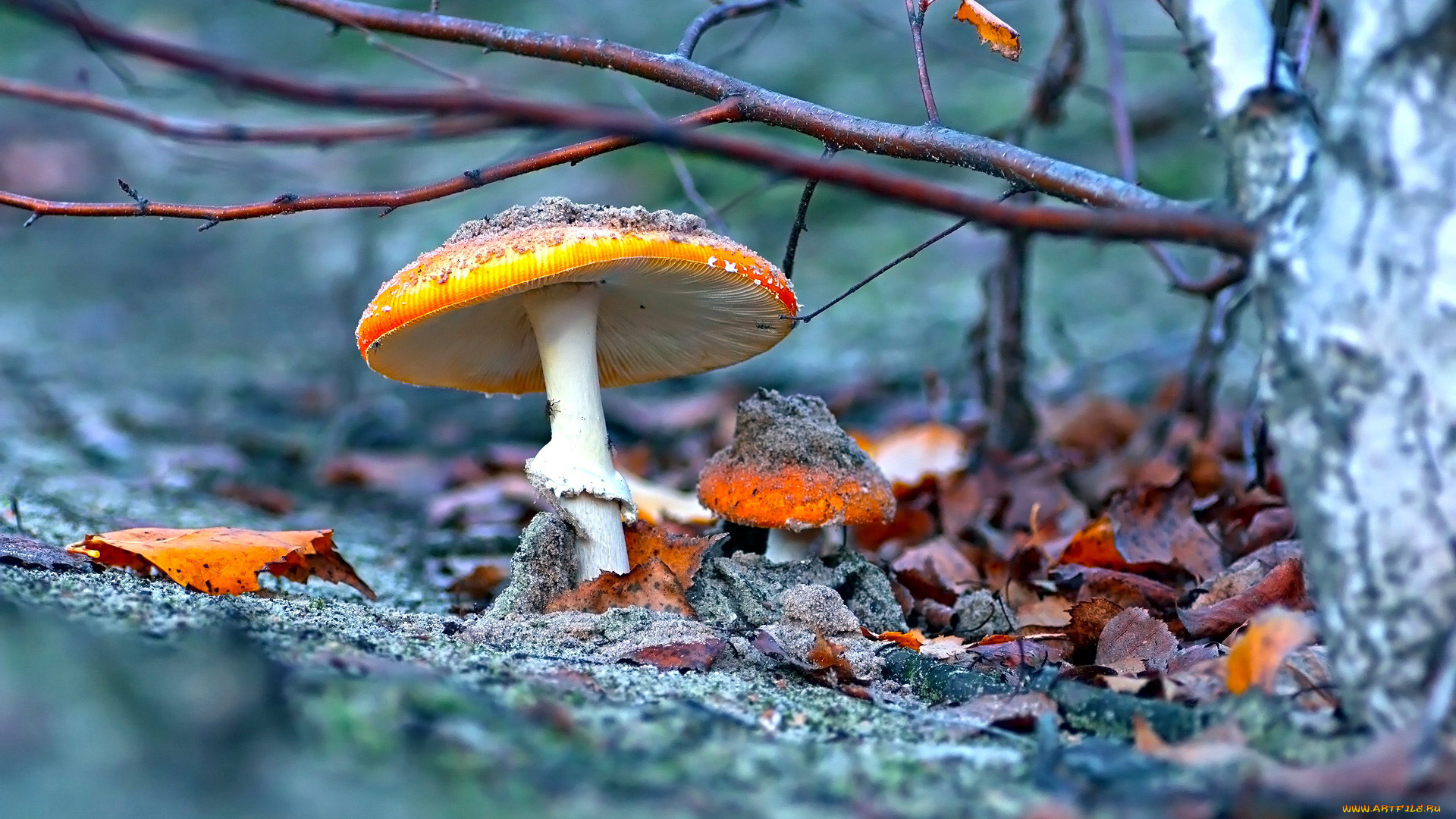 природа, грибы, , мухомор, мухомор