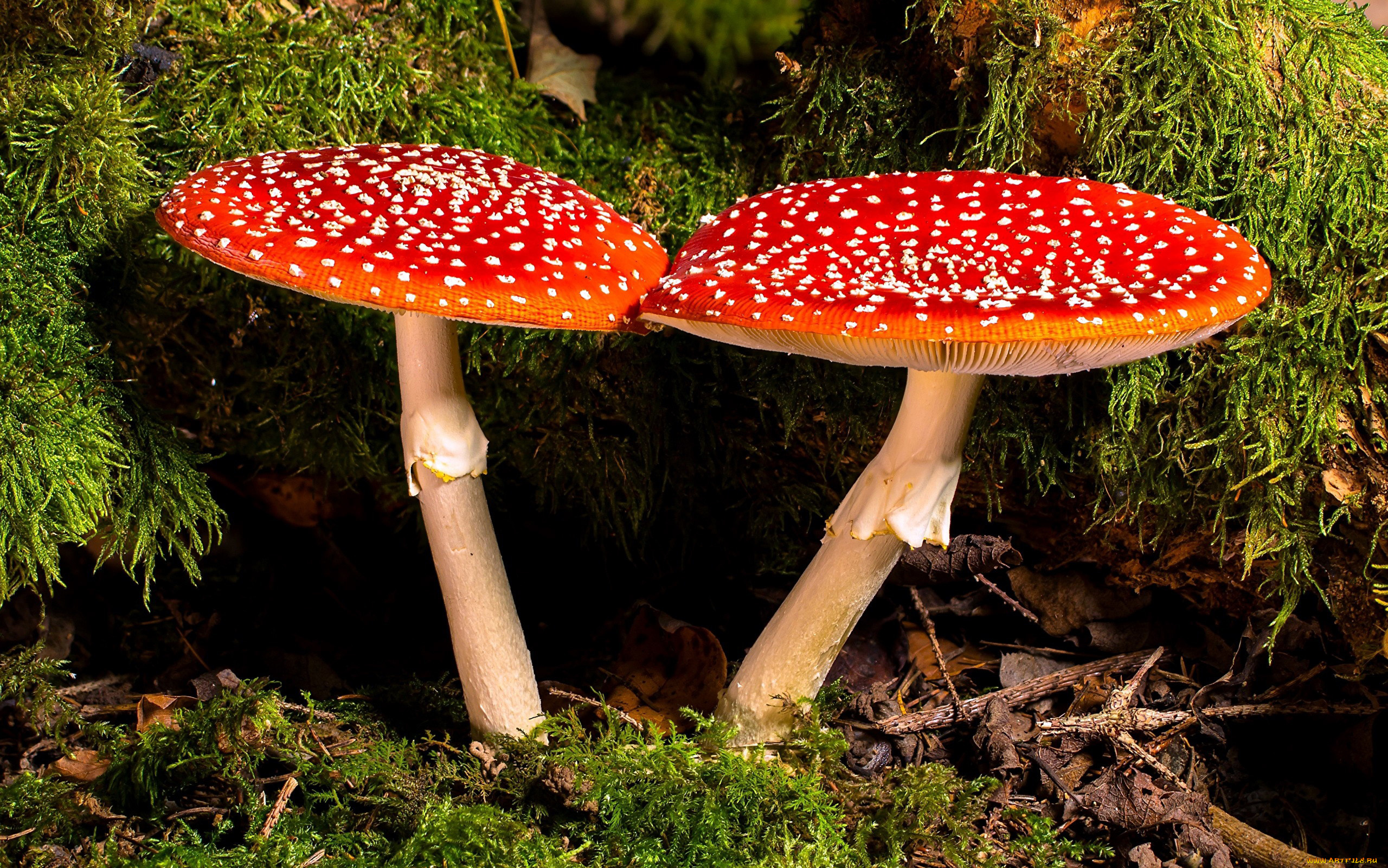природа, грибы, , мухомор, мухомор