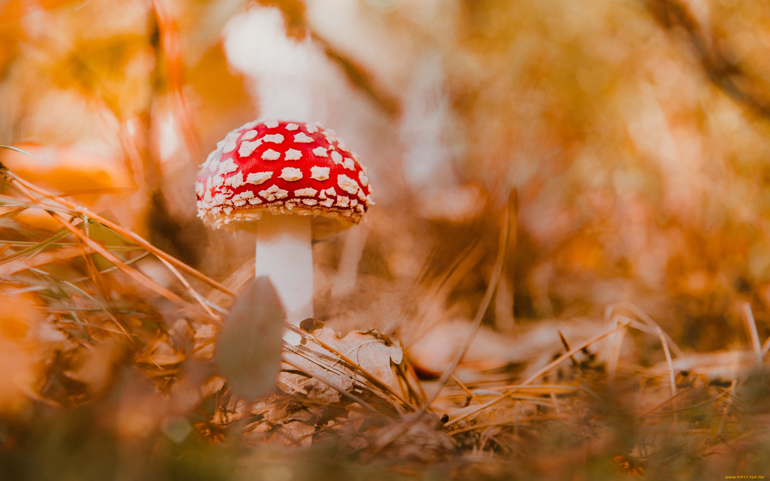 природа, грибы, , мухомор, мухомор