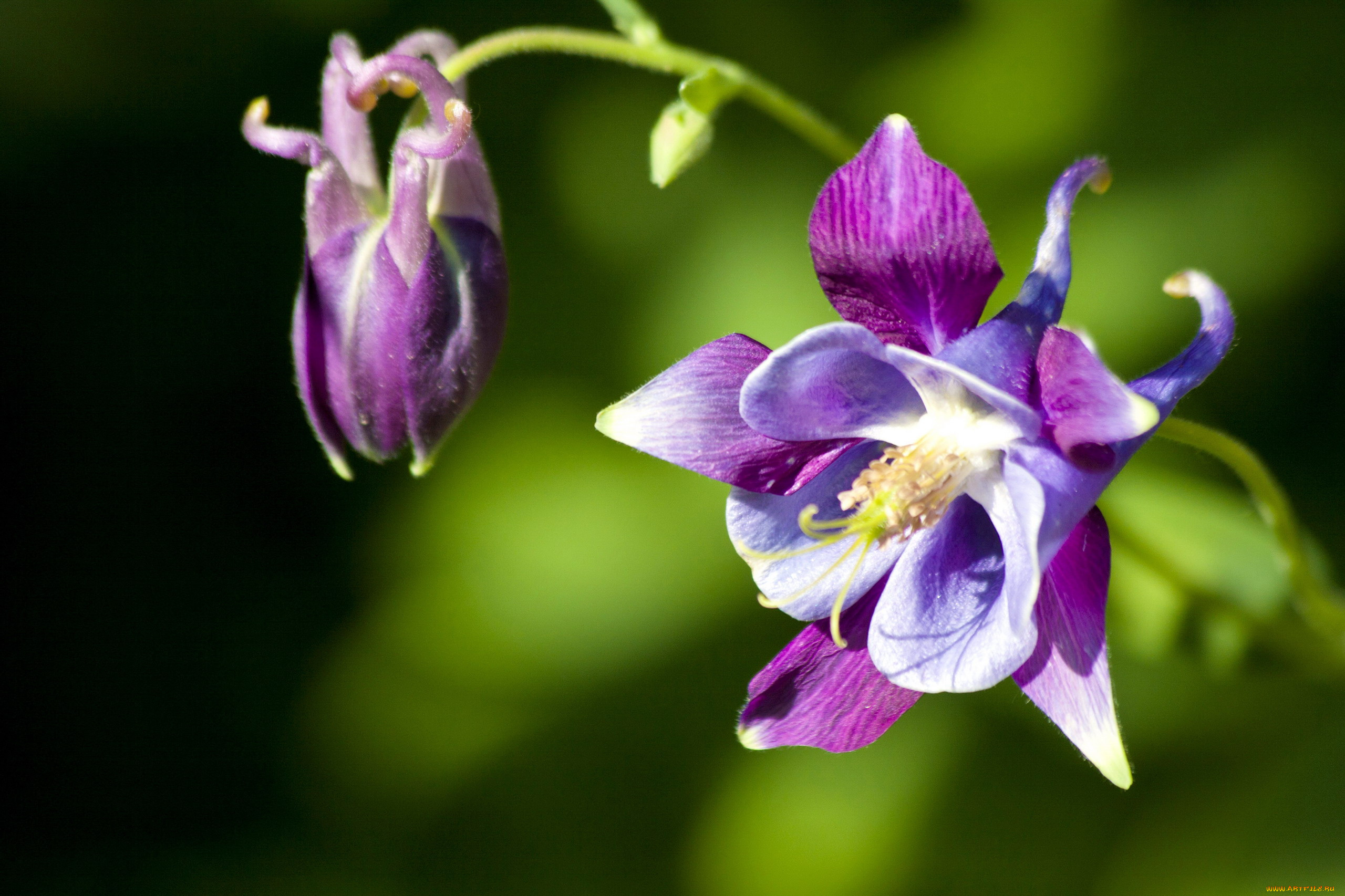 цветы, аквилегия, , водосбор