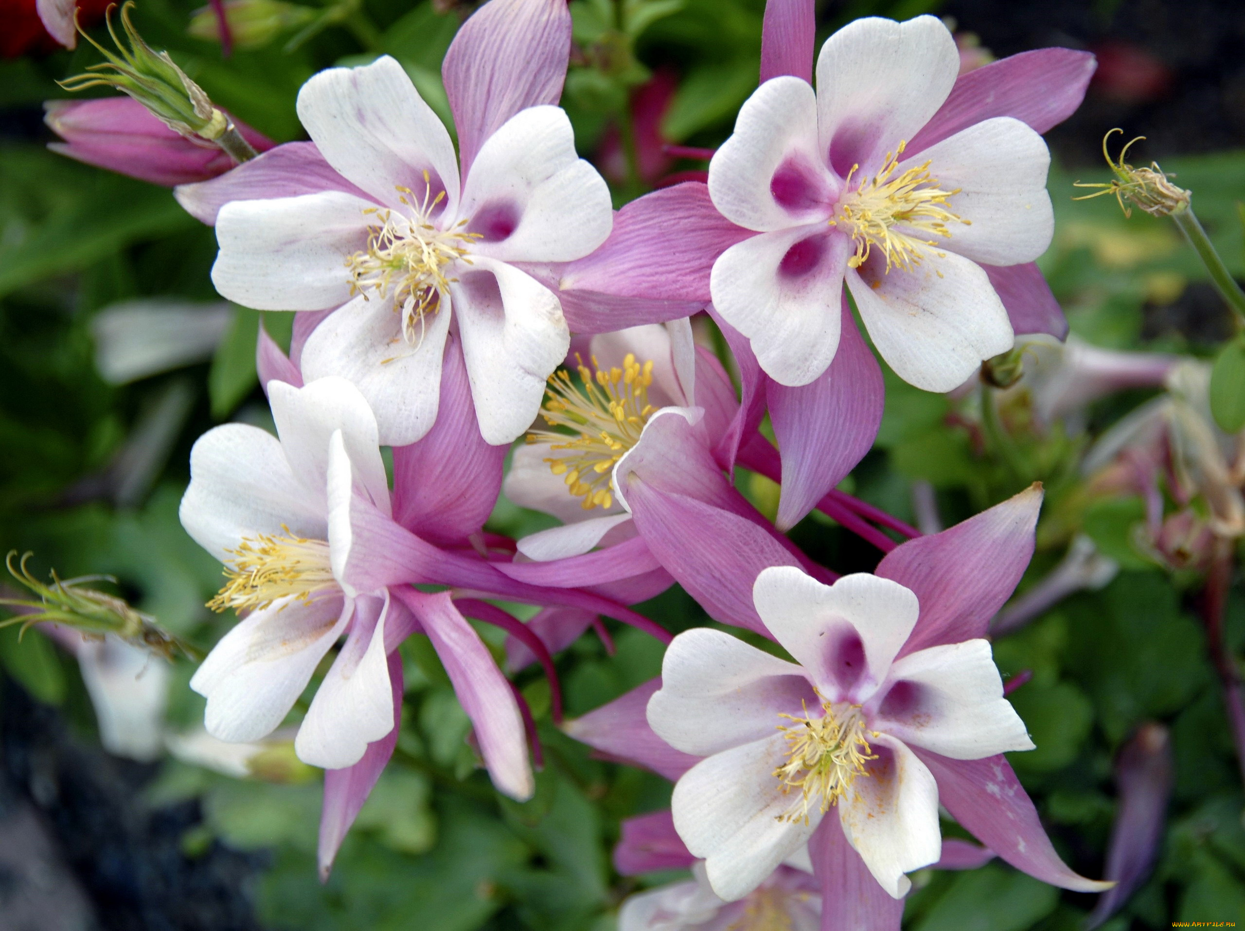 цветы, аквилегия, , водосбор