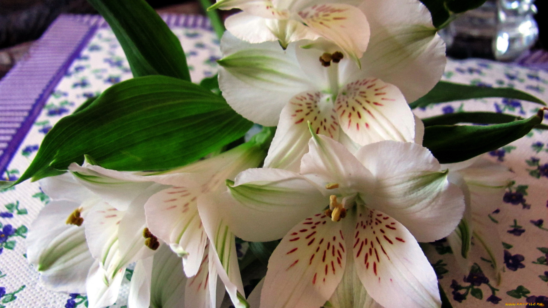 цветы, альстромерия, белая