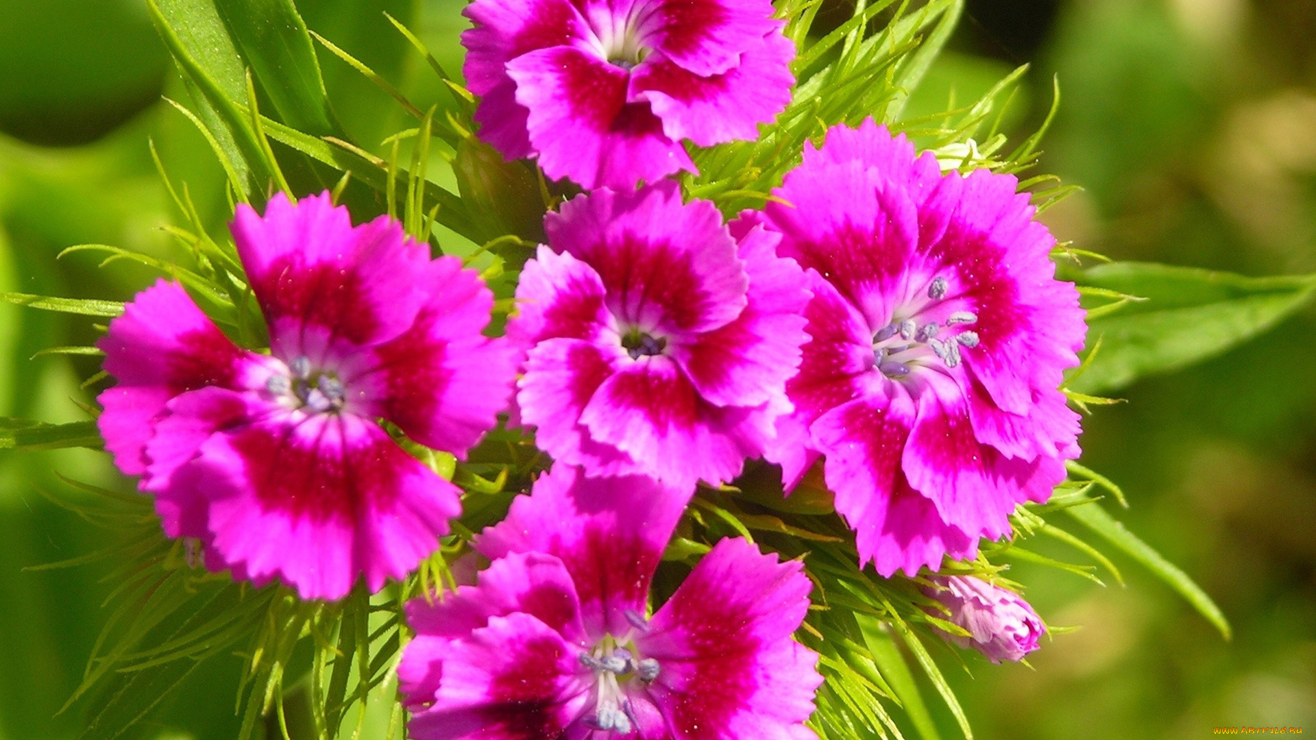 цветы, гвоздики, макро, гвоздика, шабо