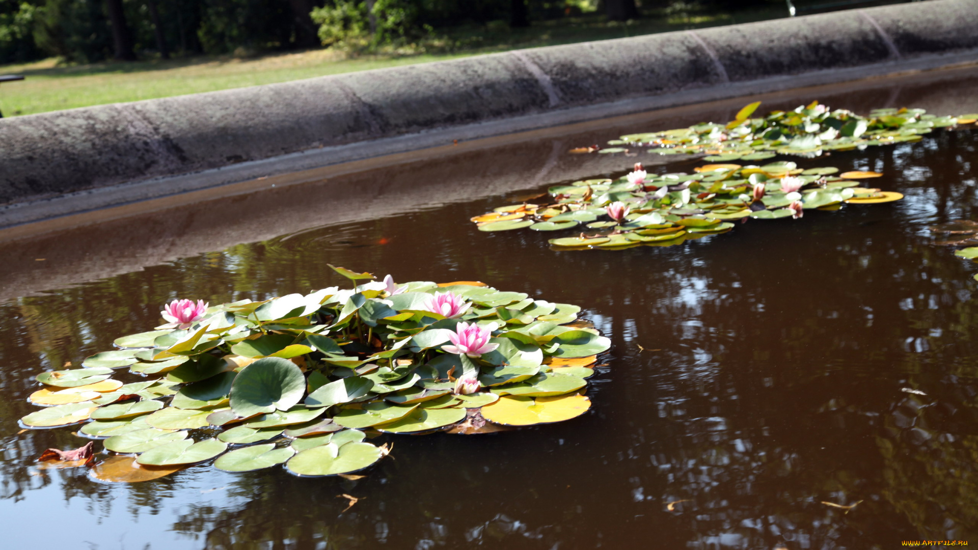 цветы, лилии, водяные, , нимфеи, , кувшинки, лилии