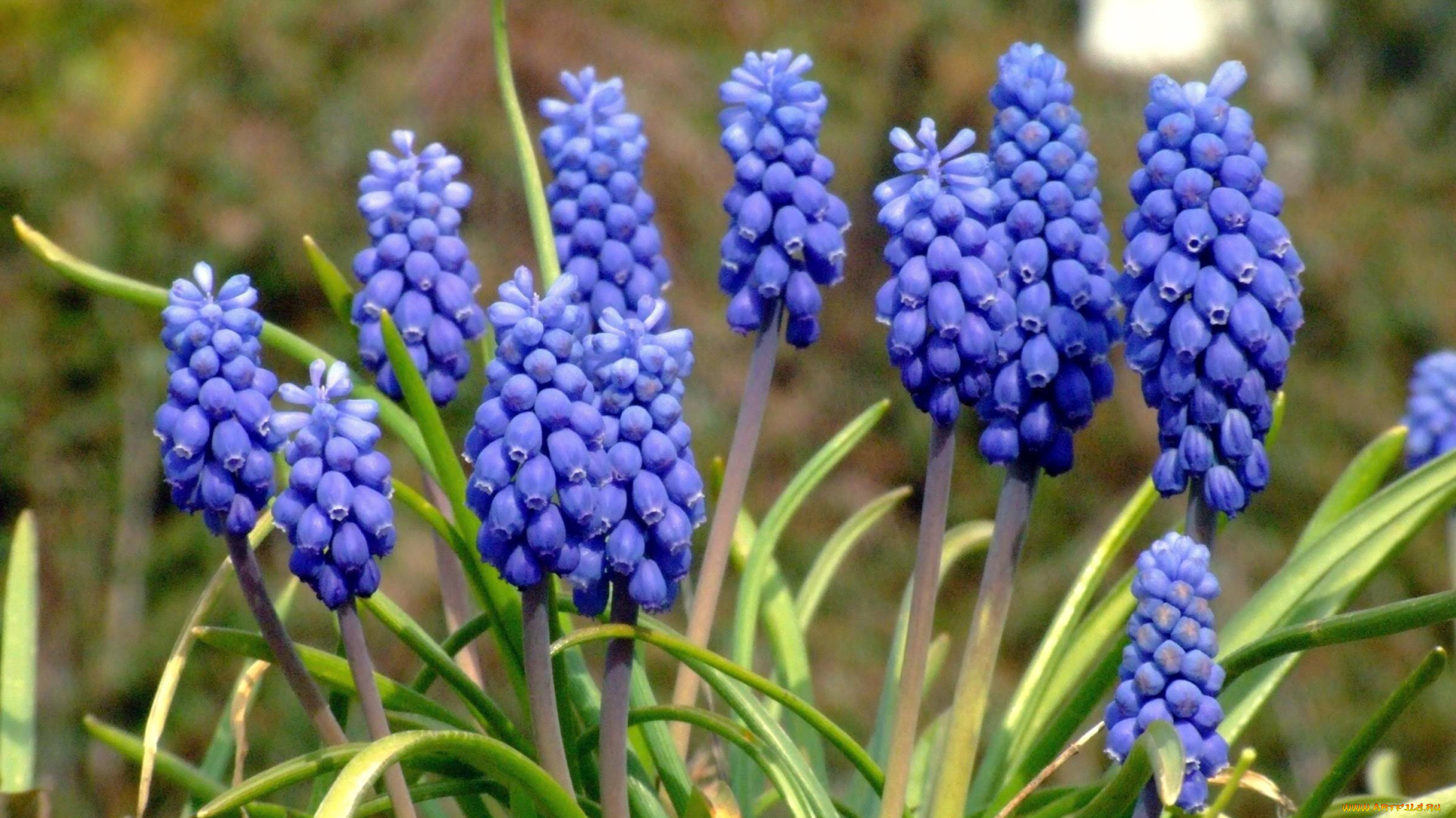 цветы, мускари, синие