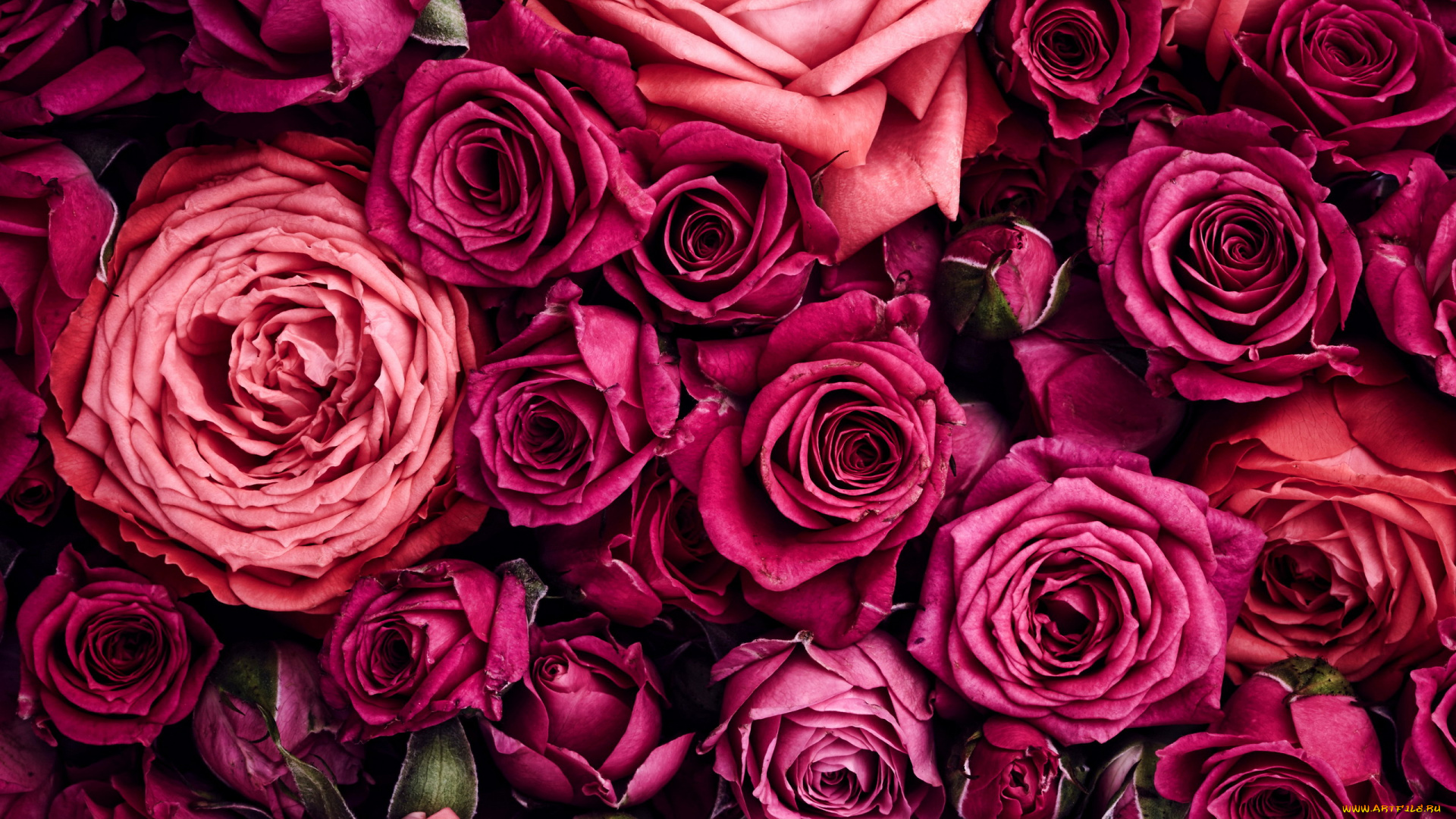 цветы, розы, бутоны, много
