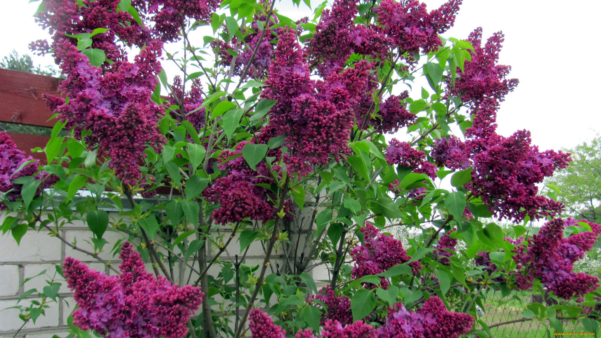 цветы, сирень, куст, лиловая, весна