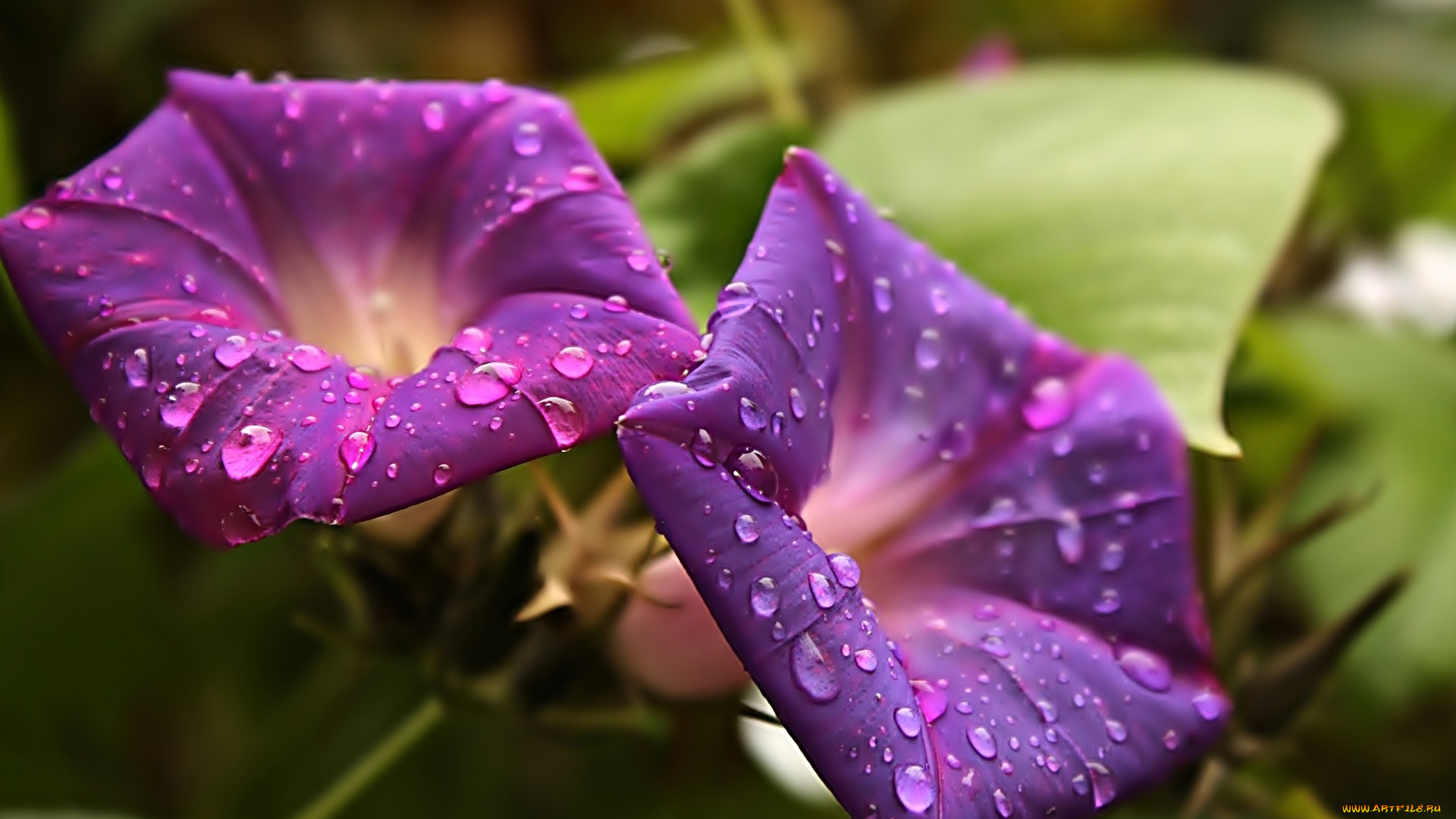 цветы, вьюнки, , ипомеи, лиловый, капли