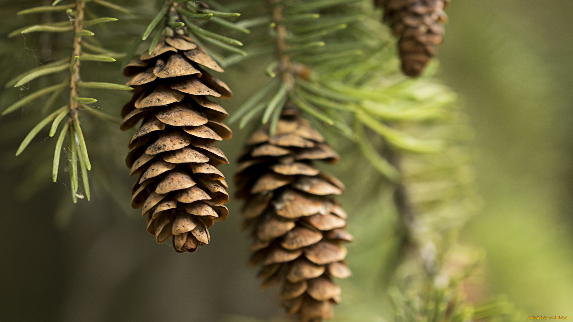 природа, шишки, , жёлуди, , каштаны