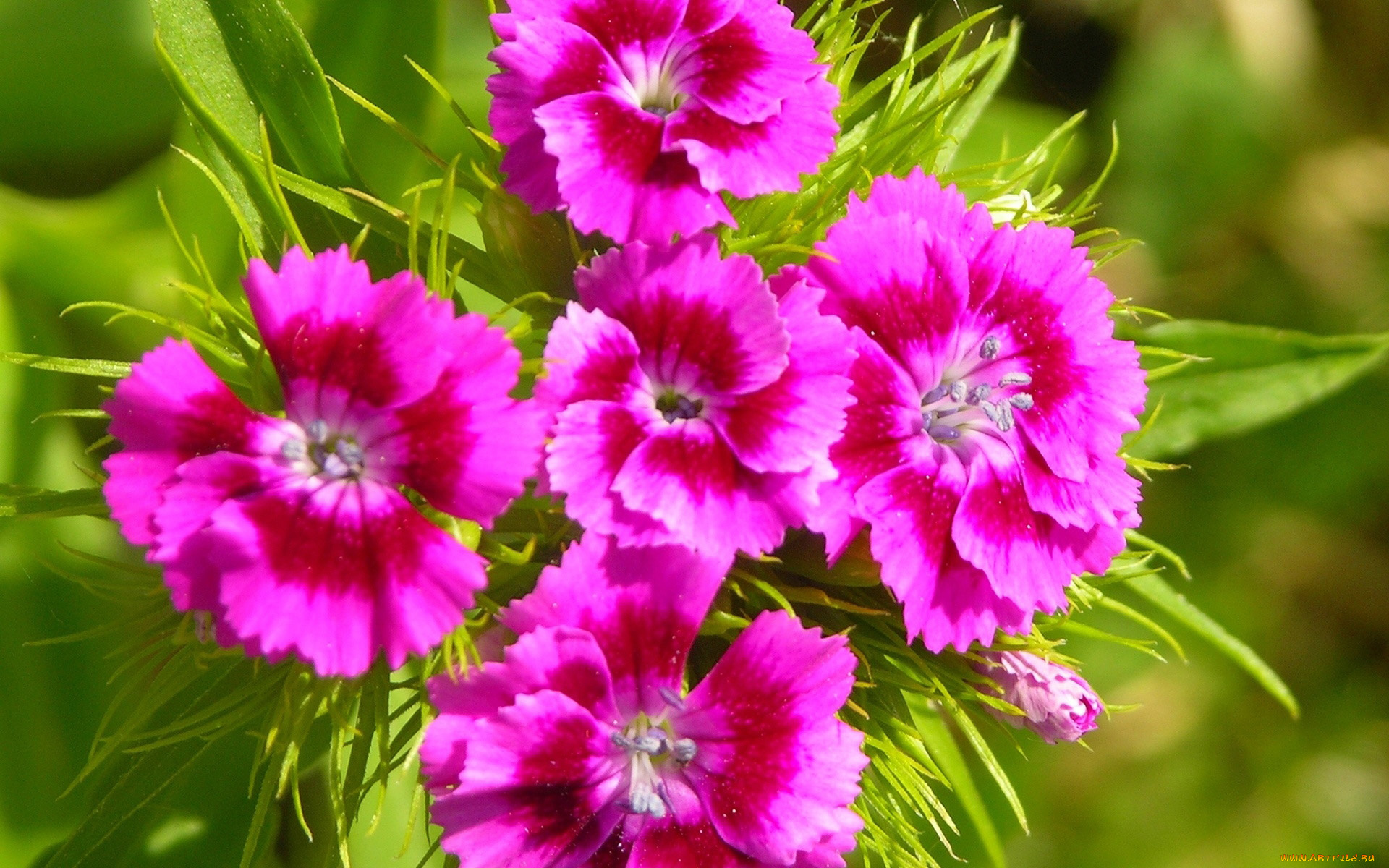 цветы, гвоздики, макро, гвоздика, шабо