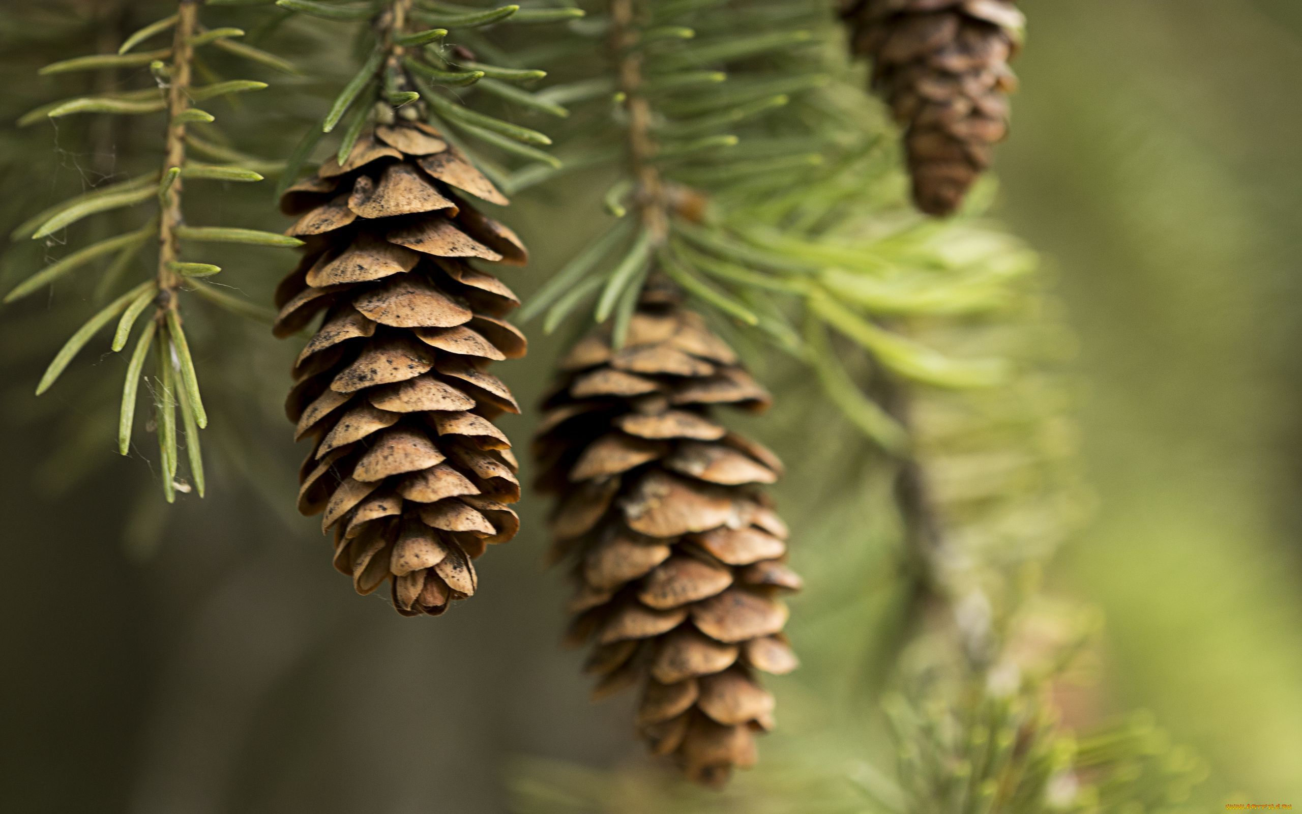 природа, шишки, , жёлуди, , каштаны