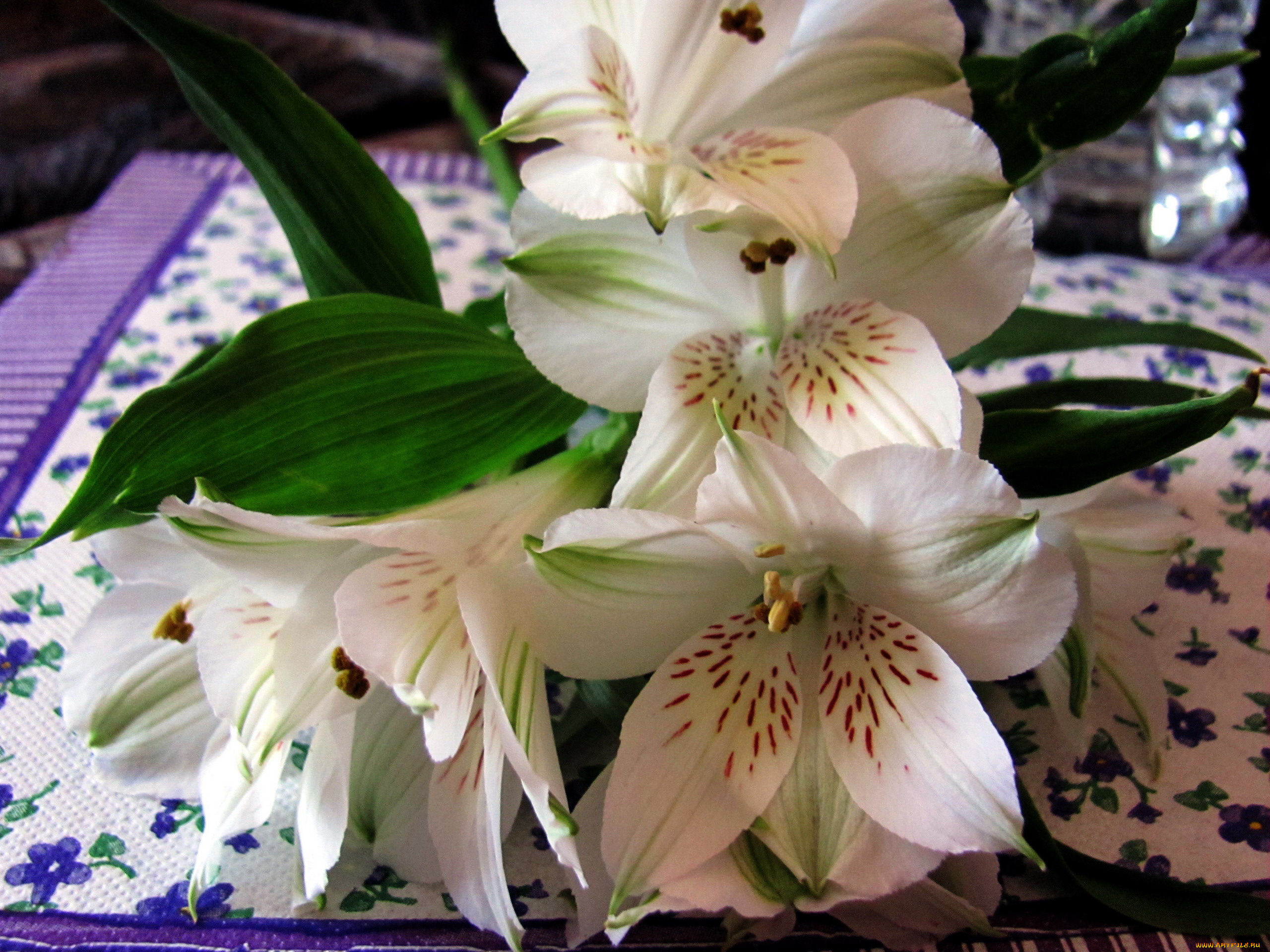 цветы, альстромерия, белая