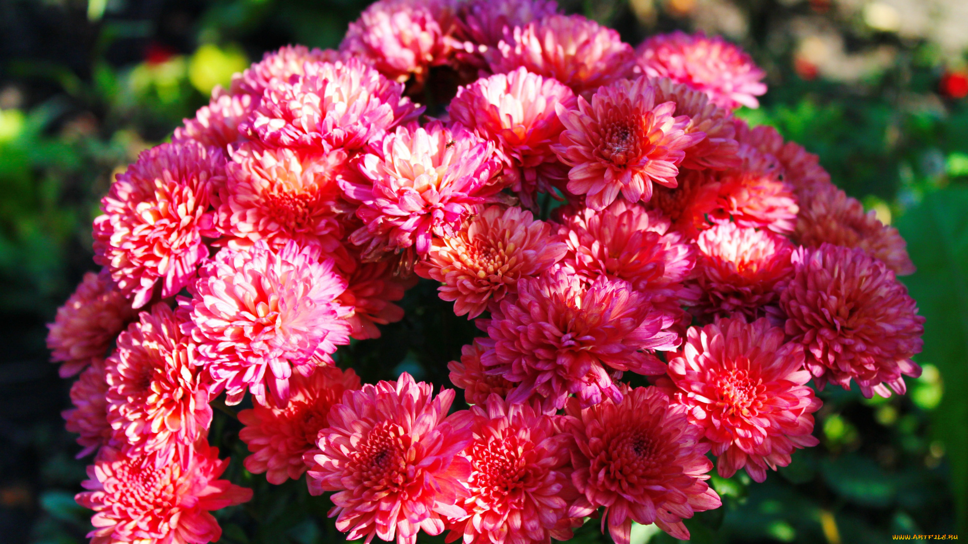 цветы, хризантемы, хризантема